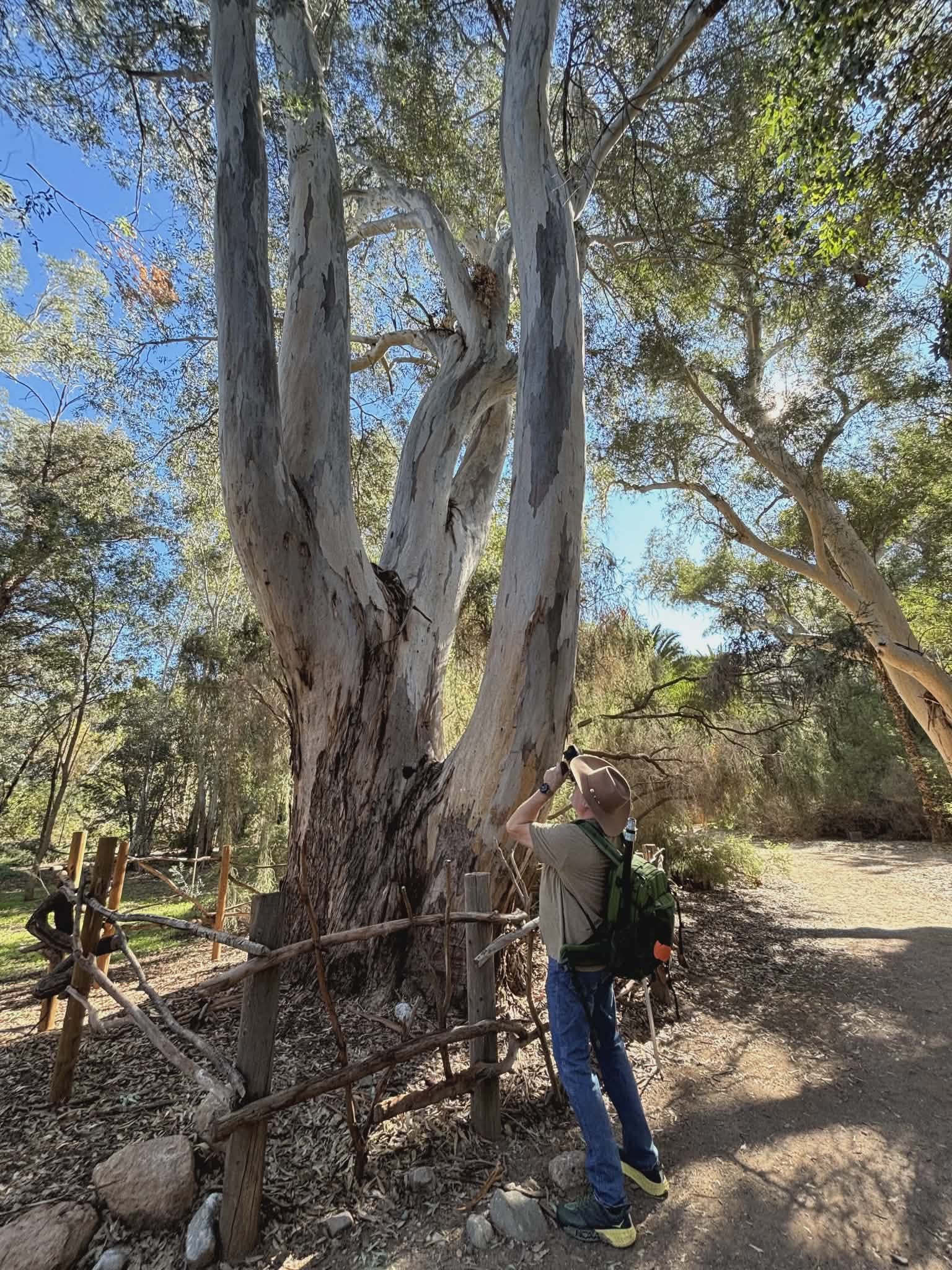 A person wearing a tan hat, green backpack, khaki shirt, and jeans is taking a photo of a tall, large, multi-trunked tree with peeling bark in a park on a sunny day. The tree is surrounded by a rustic wooden fence and other trees, with a clear blue s