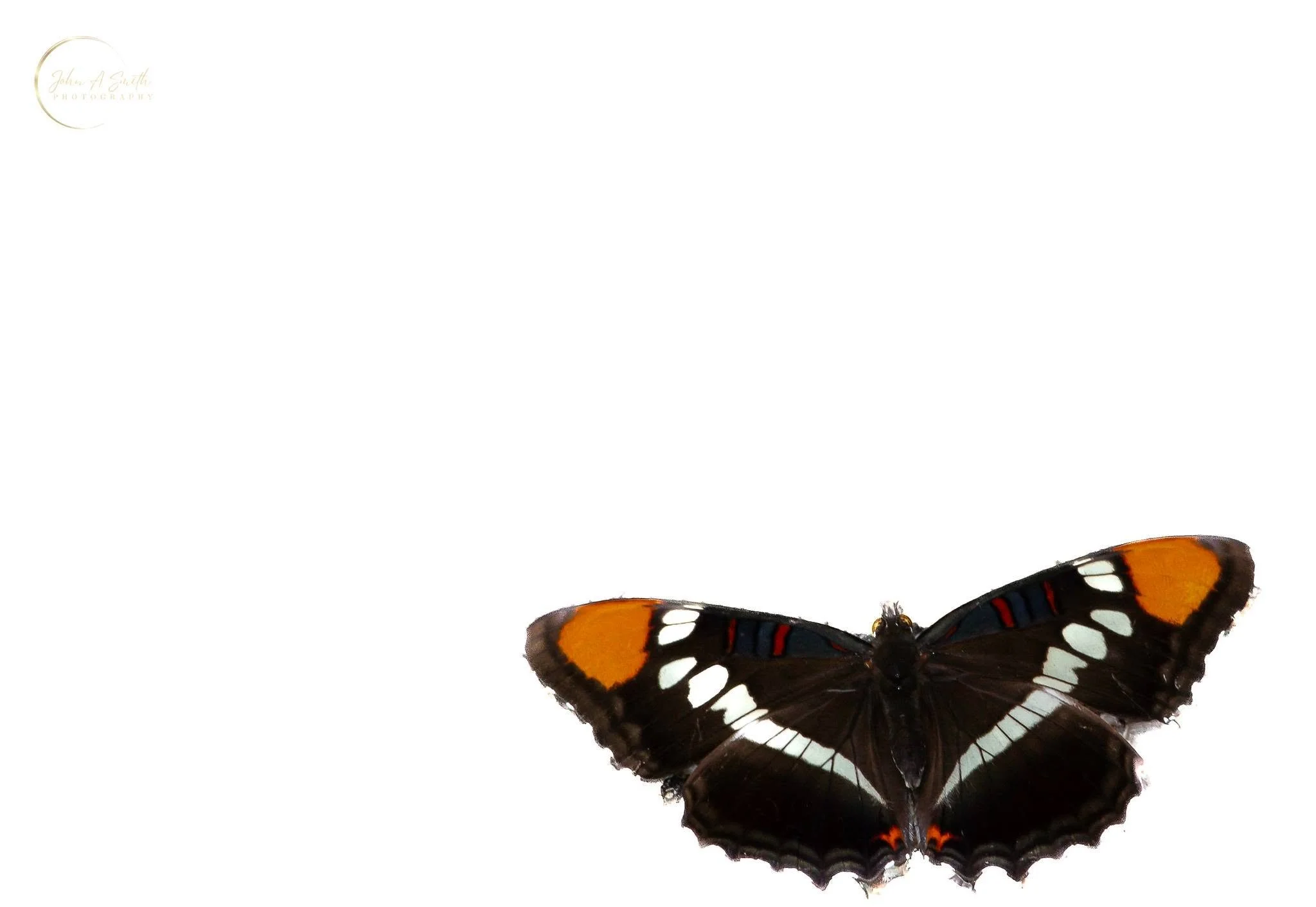 "Monarch of the Sky"