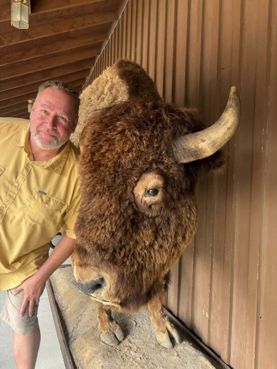 A man with light-colored hair, beard, and wearing a yellow shirt, leaning next to a large bison with thick brown fur, large curved horns, and standing on a wooden platform against a wooden-paneled wall.