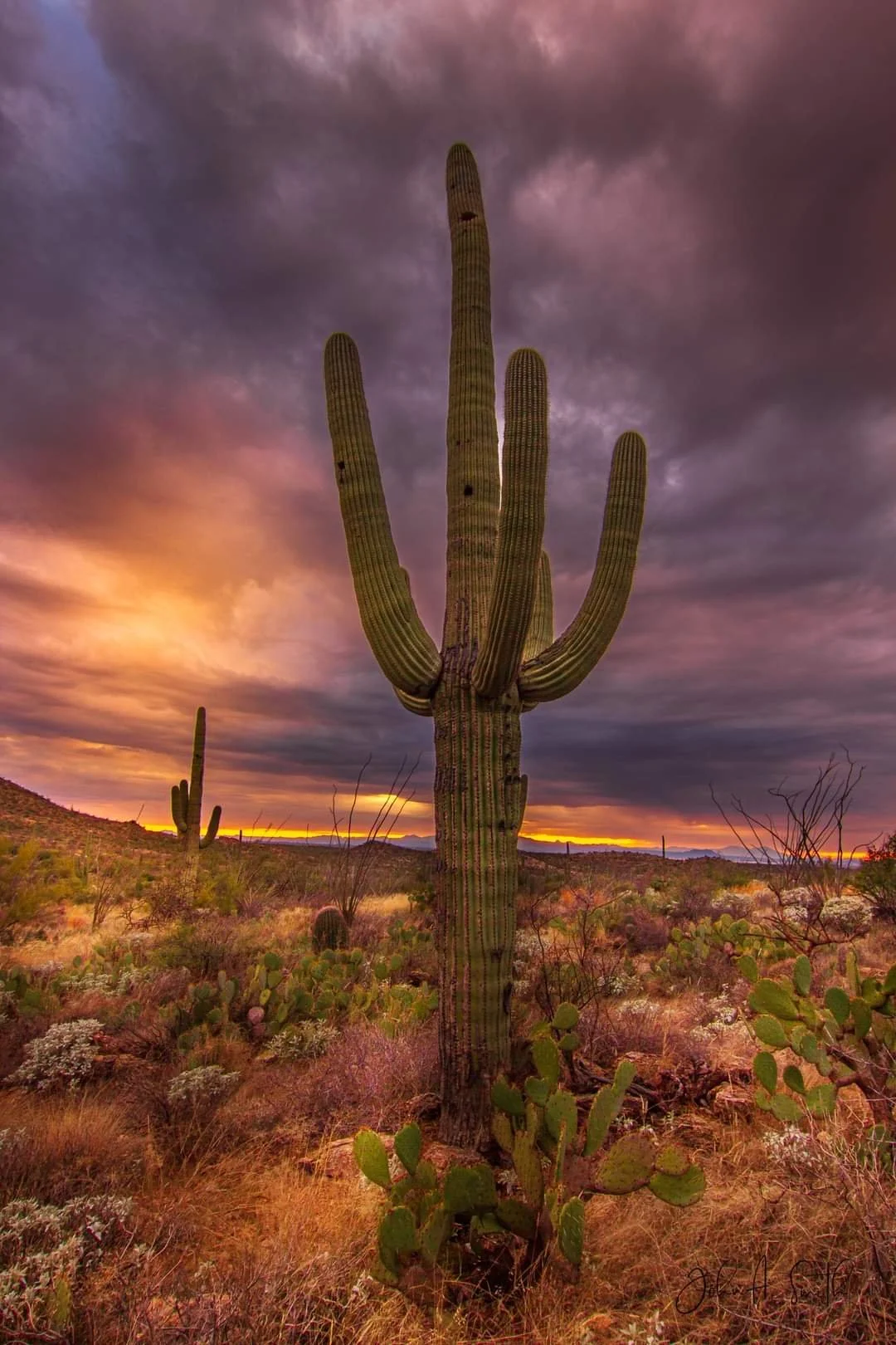 Saguaro cactus in a desert landscape at sunset with purple and orange clouds.