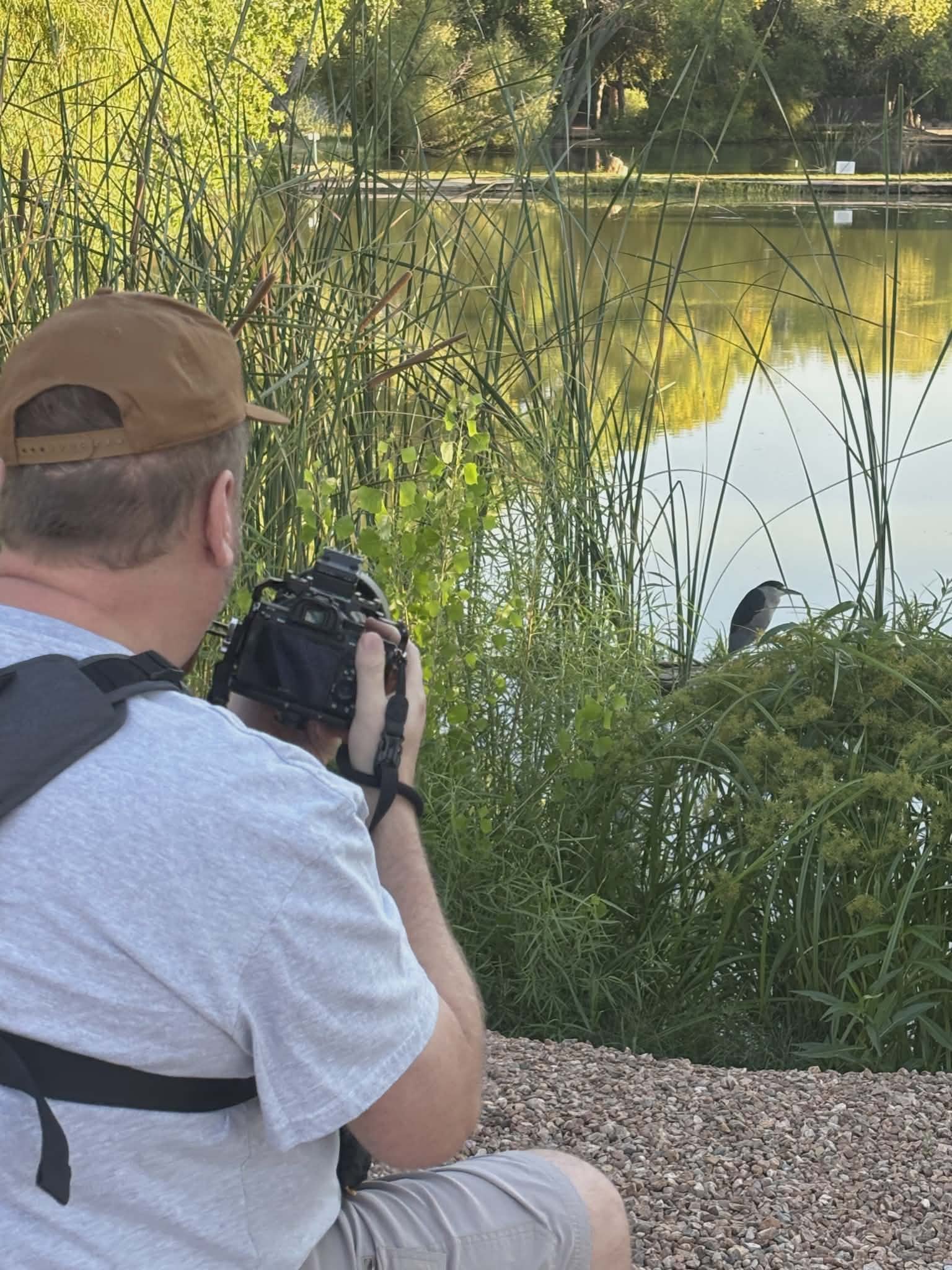 A person sitting near the edge of a pond, taking a photograph of a duck in the water surrounded by tall green reeds and trees in the background.