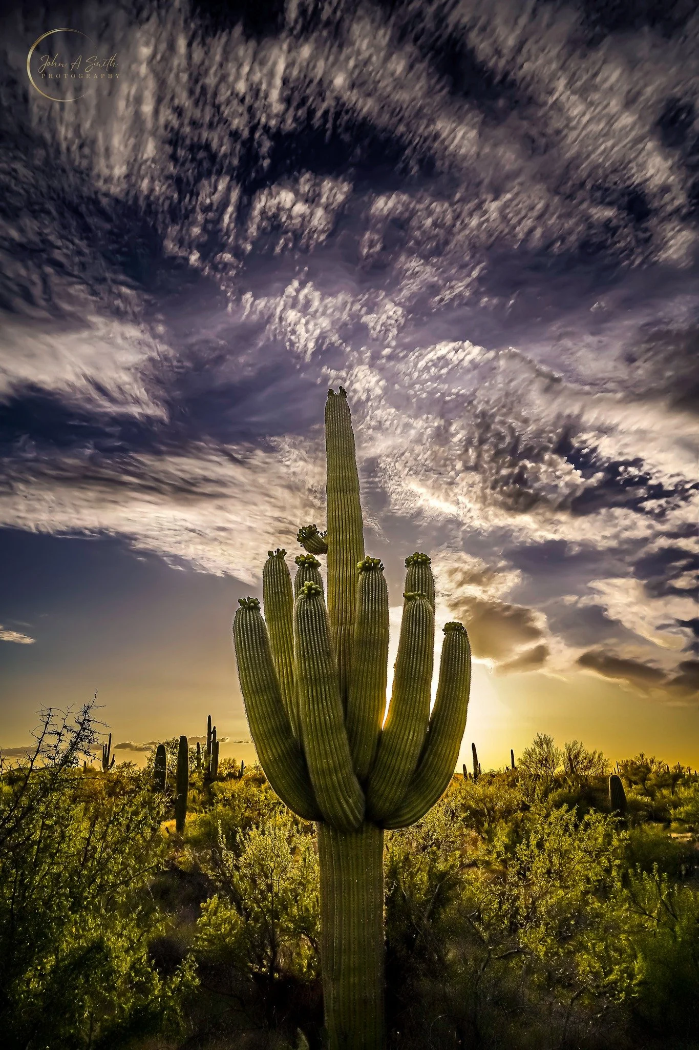 Saguaro Serenade