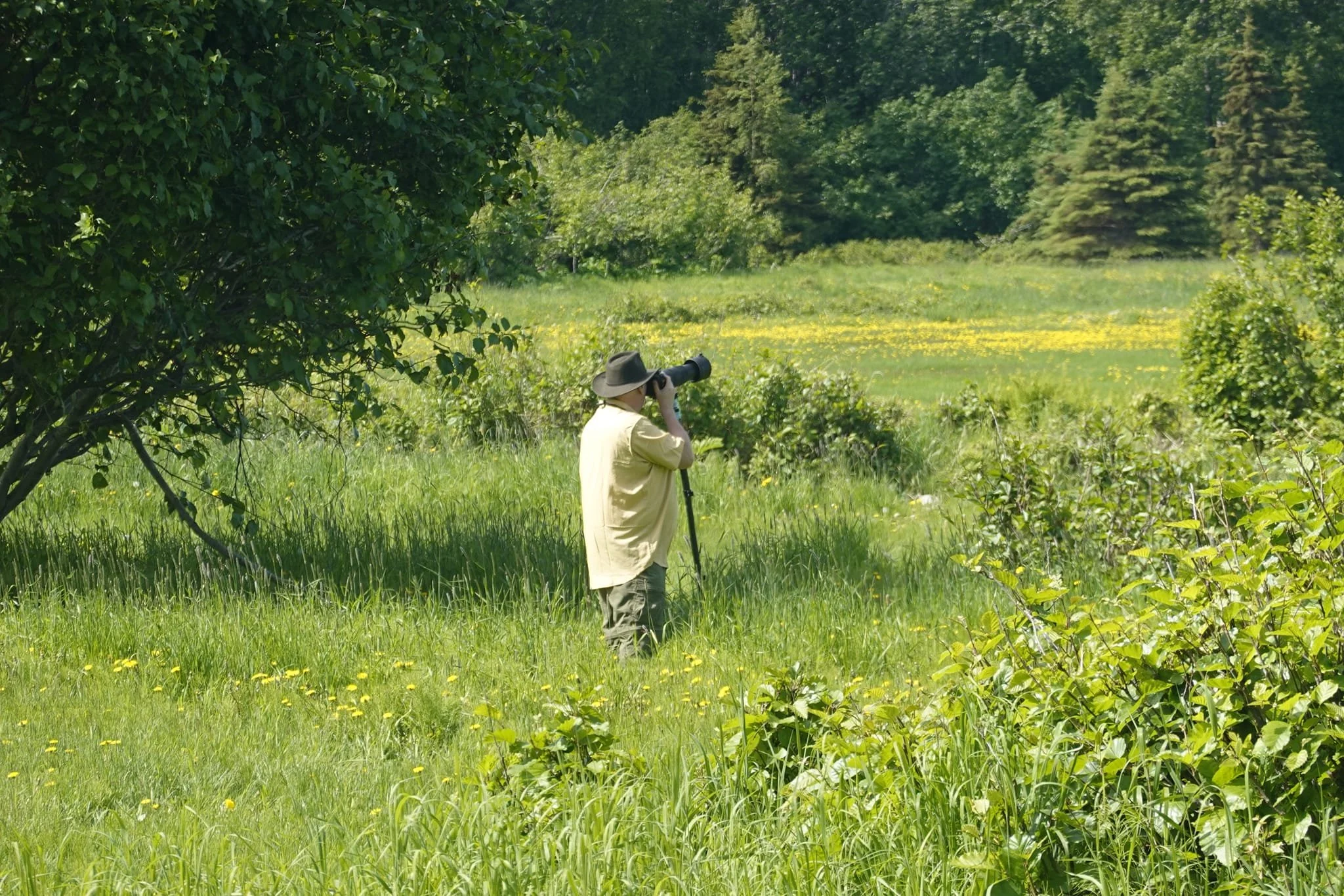 A person wearing a hat and beige shirt standing in a grassy field, looking through a camera with a large telephoto lens, surrounded by green trees and bushes.
