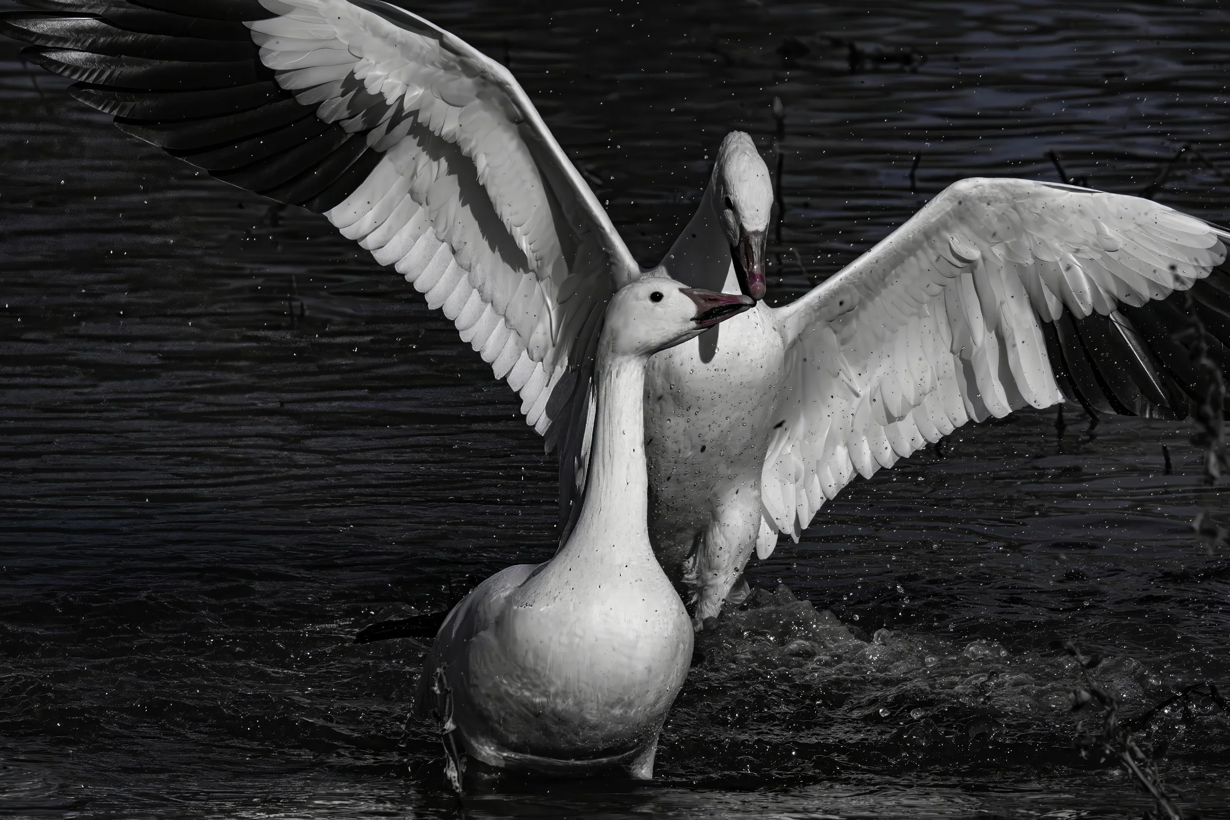 Goose two.1LOW RESTWOgOOSE-topaz-denoise-sharpen-denoise.jpeg