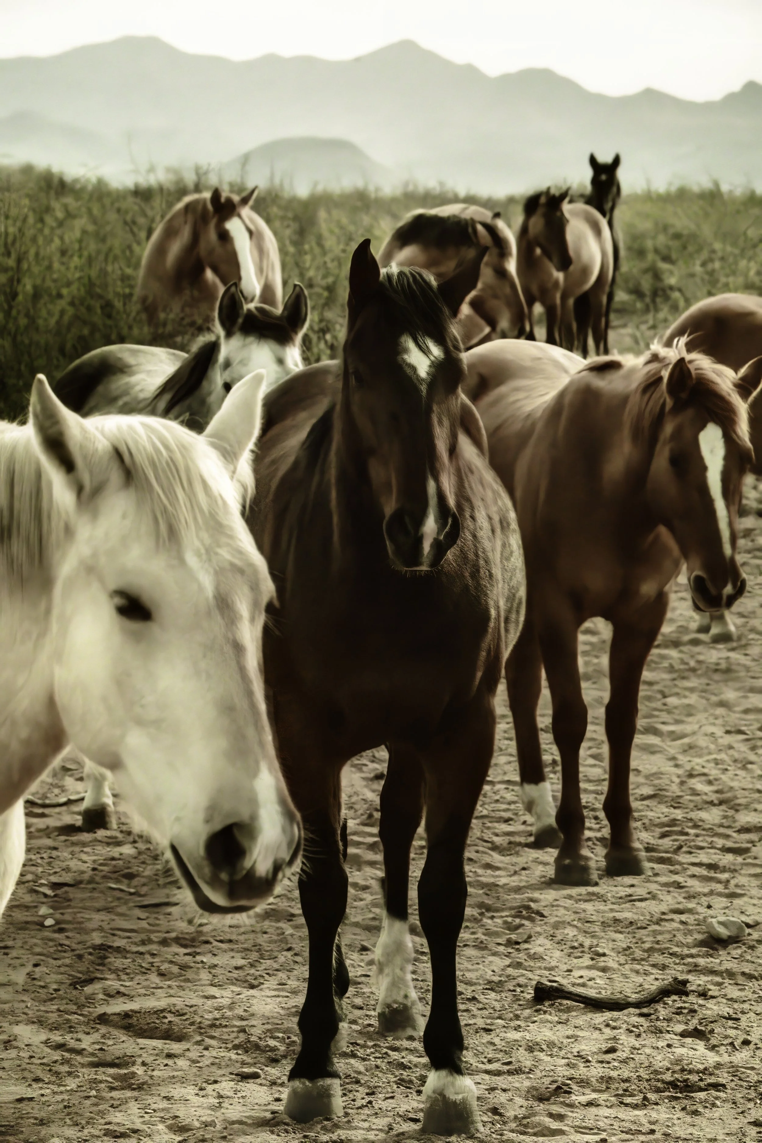 Our Gang 30x40 Canvas