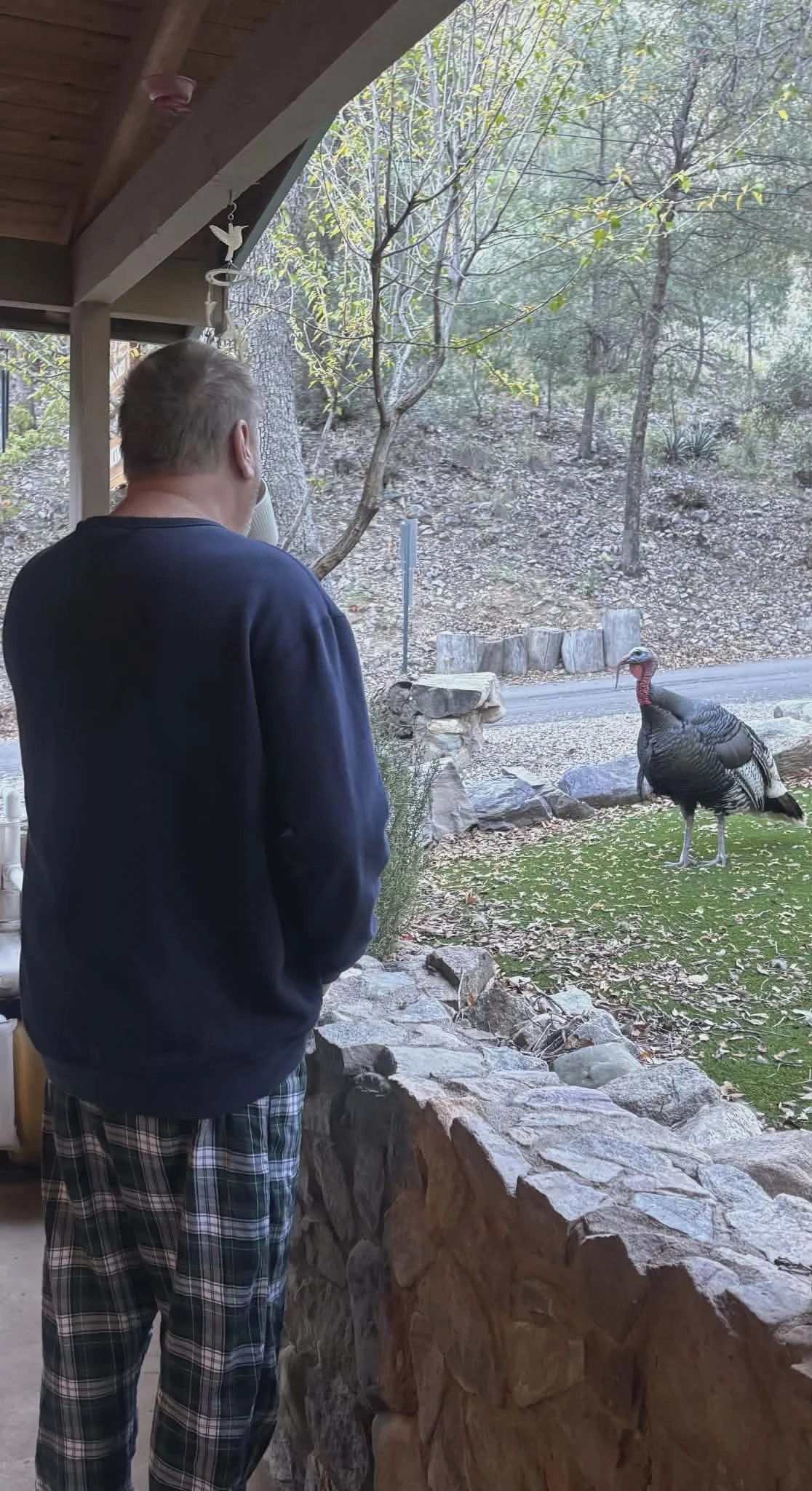 A man standing on a porch looking at a wild turkey outside in a natural landscape with trees and a road.