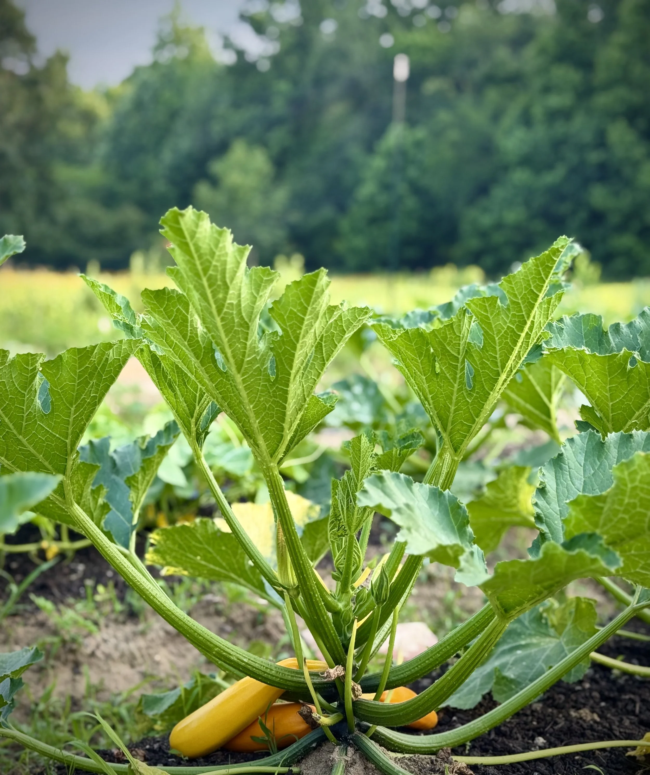 Zucchini plant with ripe yellow and green zucchinis growing in a garden.