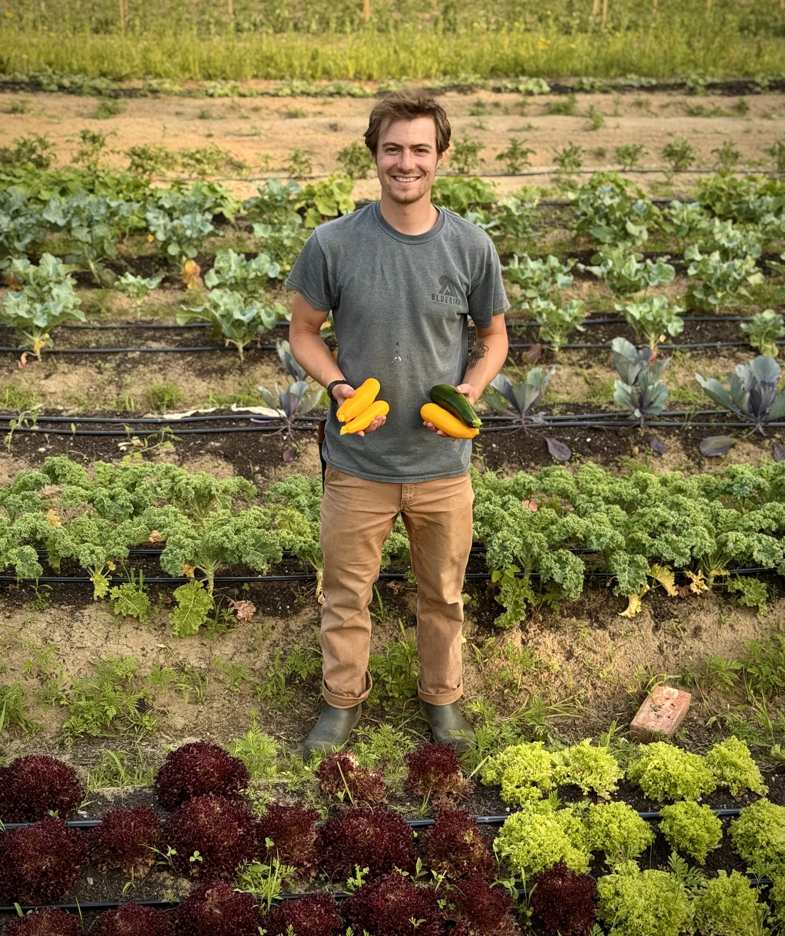 A man standing in a garden holding yellow and green zucchinis with rows of leafy vegetables behind him.