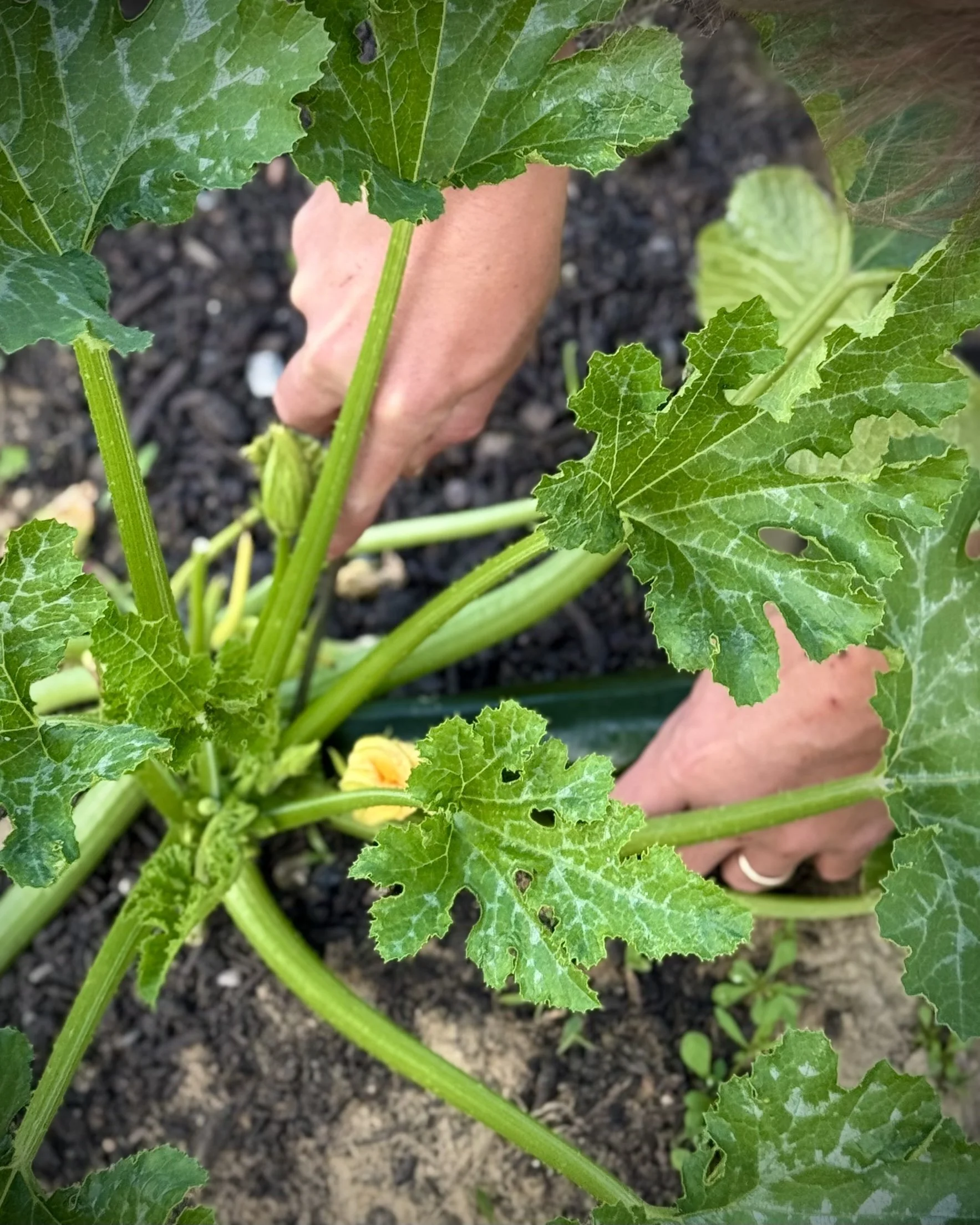 Close-up of a person's hands tending to a zucchini plant in a garden, with green leaves and dark soil.
