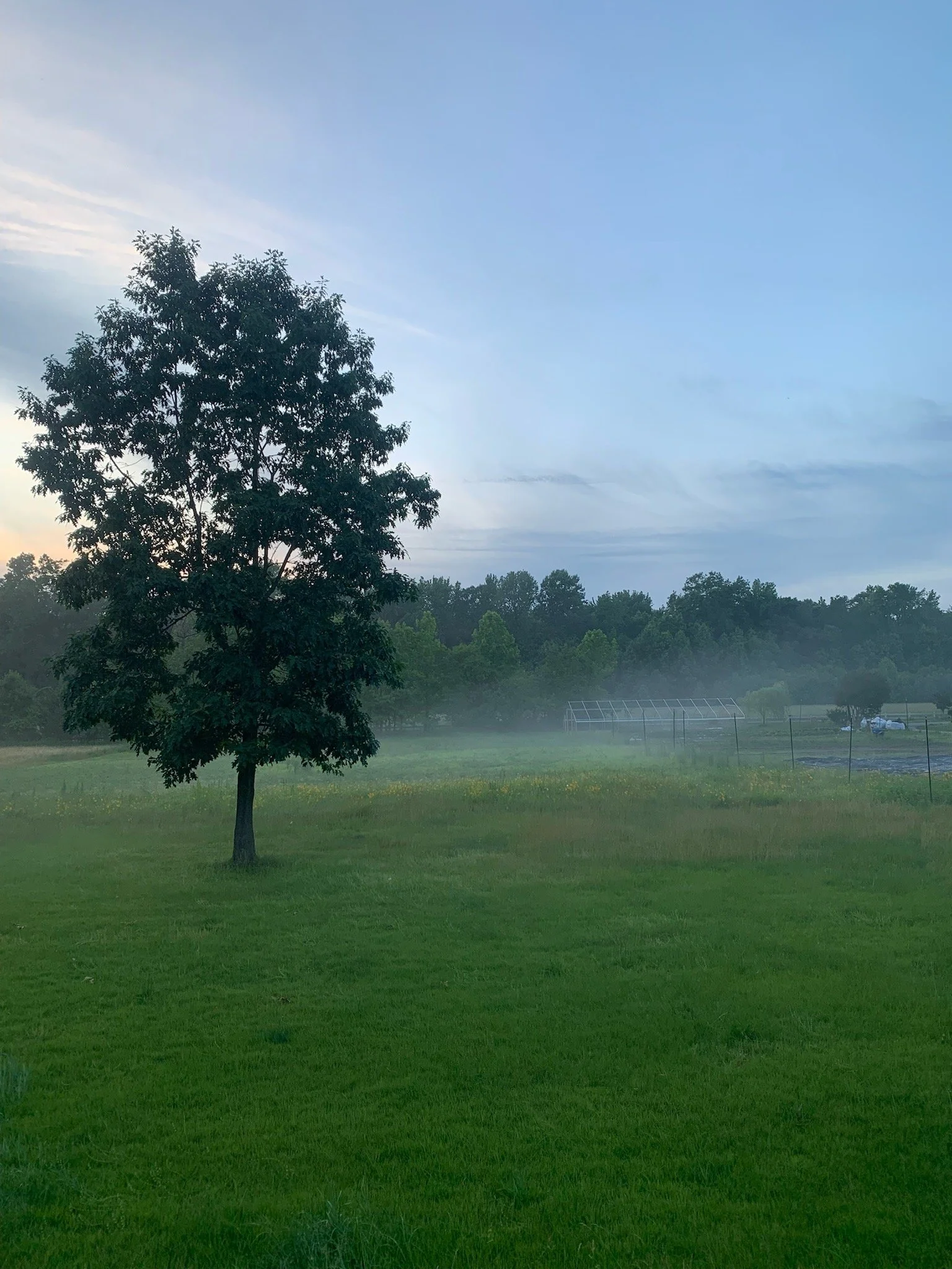 A solitary tree in a grassy field with a thin layer of fog, a greenhouse, and a line of trees in the background, under a partly cloudy sky.