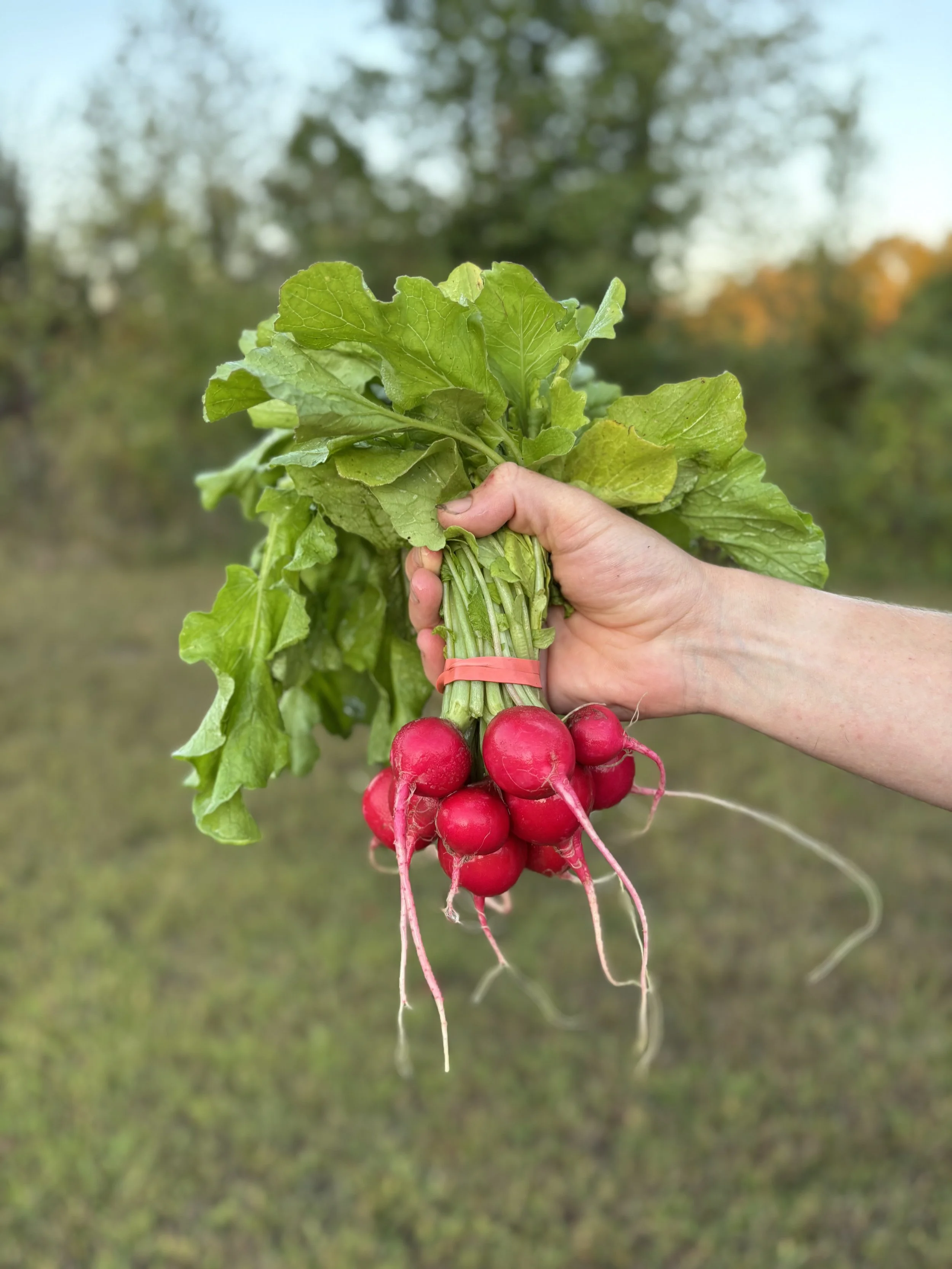 A person's hand holding a bunch of freshly harvested radishes with green leaves against a blurred outdoor background.
