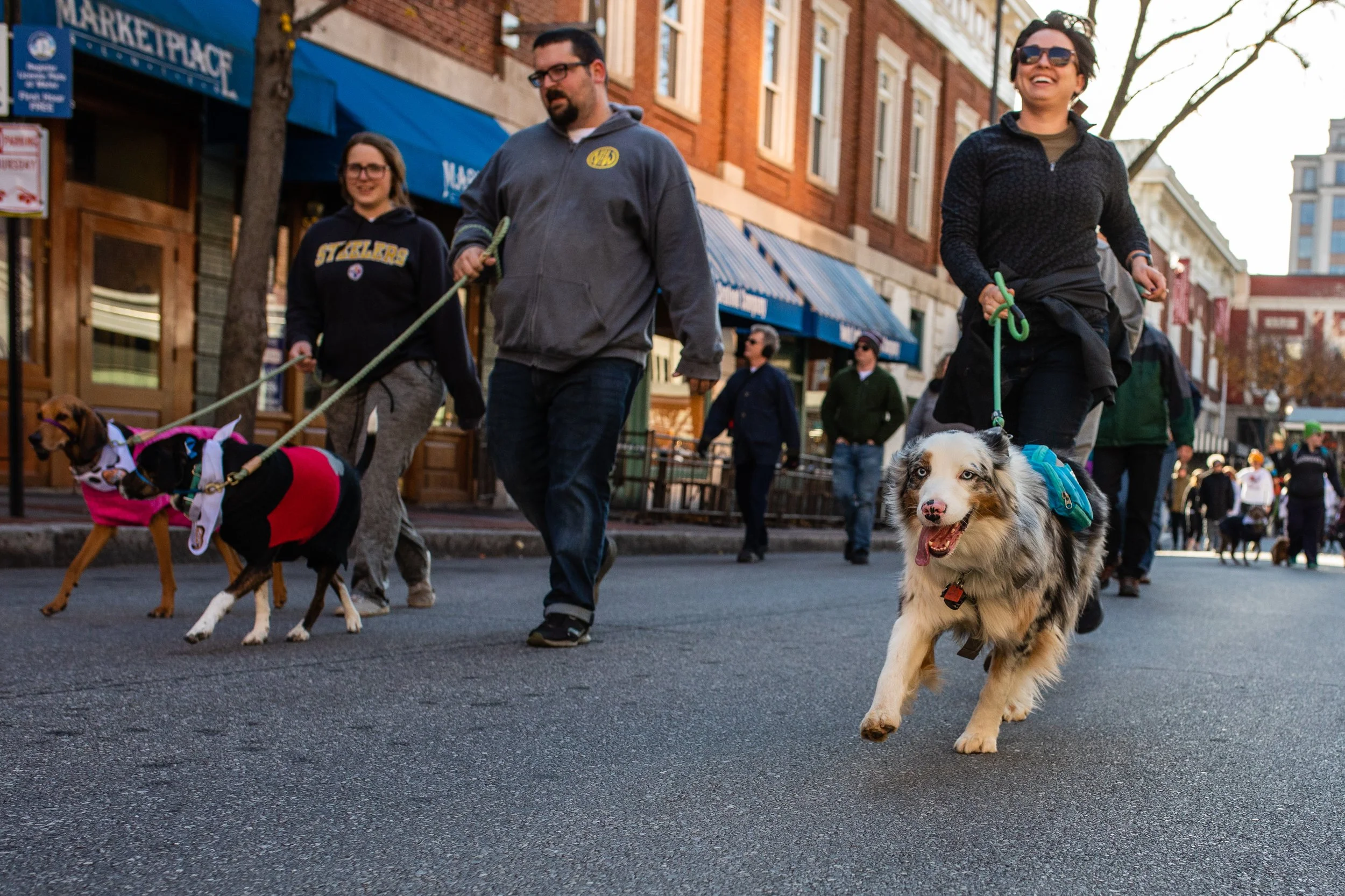People walking dogs down a city street during daytime, with storefronts and buildings in the background.