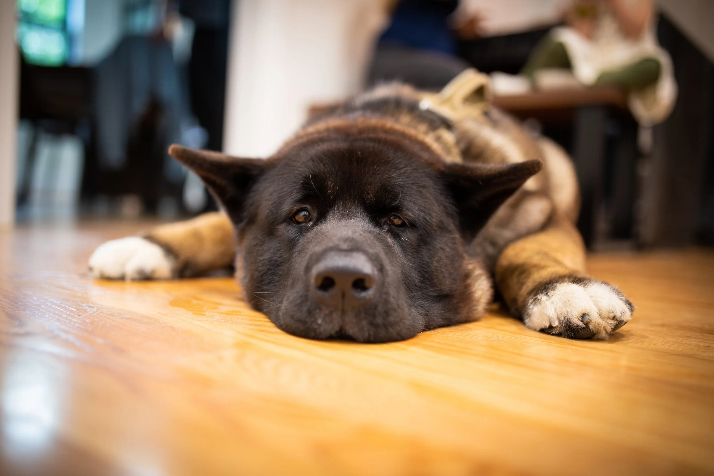 A large black and brown dog lying flat on a wooden floor with its head resting on the ground, looking directly at the camera.