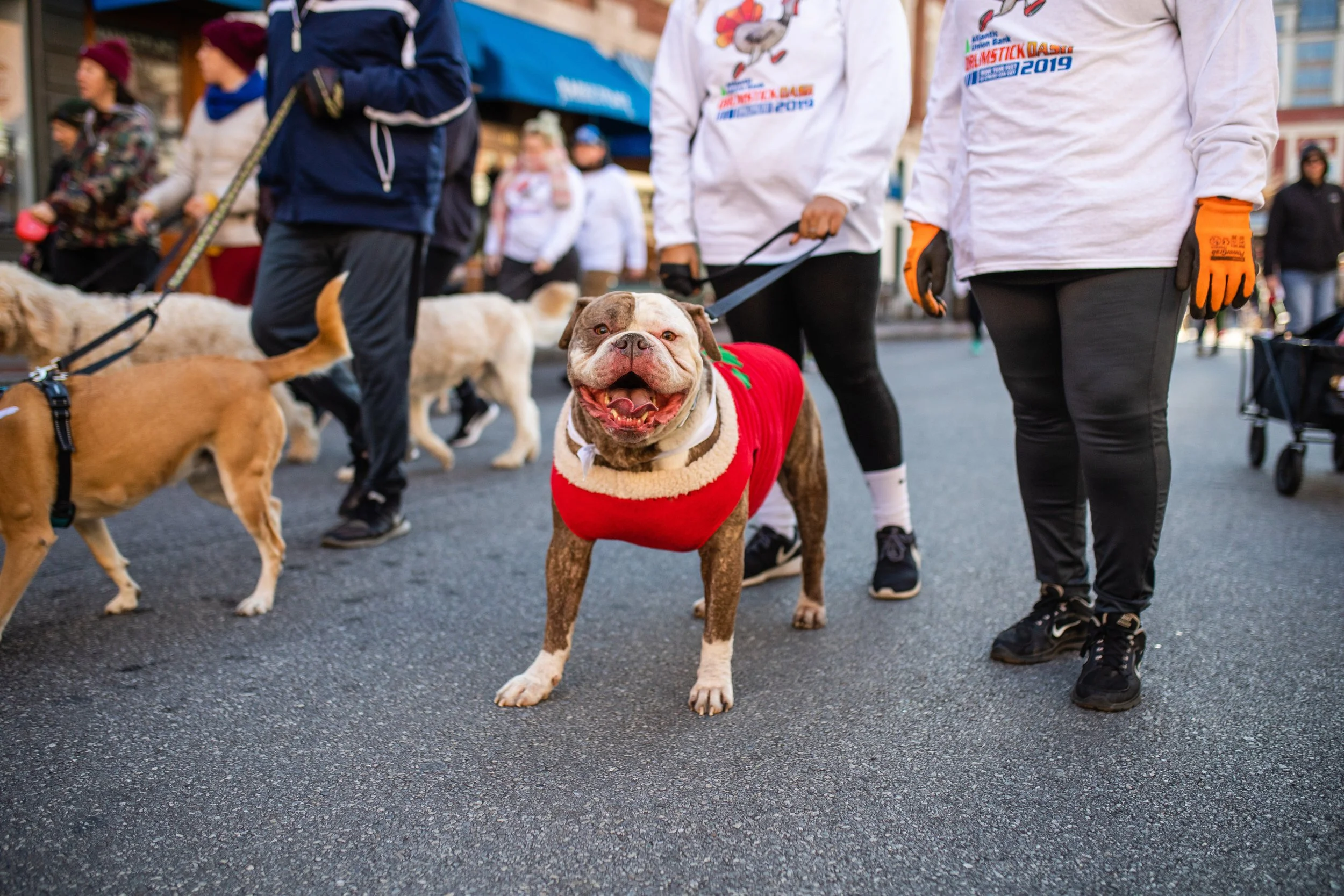 Group of people walking dogs on a city street during a festive outdoor event. The central dog is a happy, brindle-and-white dog wearing a red holiday sweater with cream-colored trim.