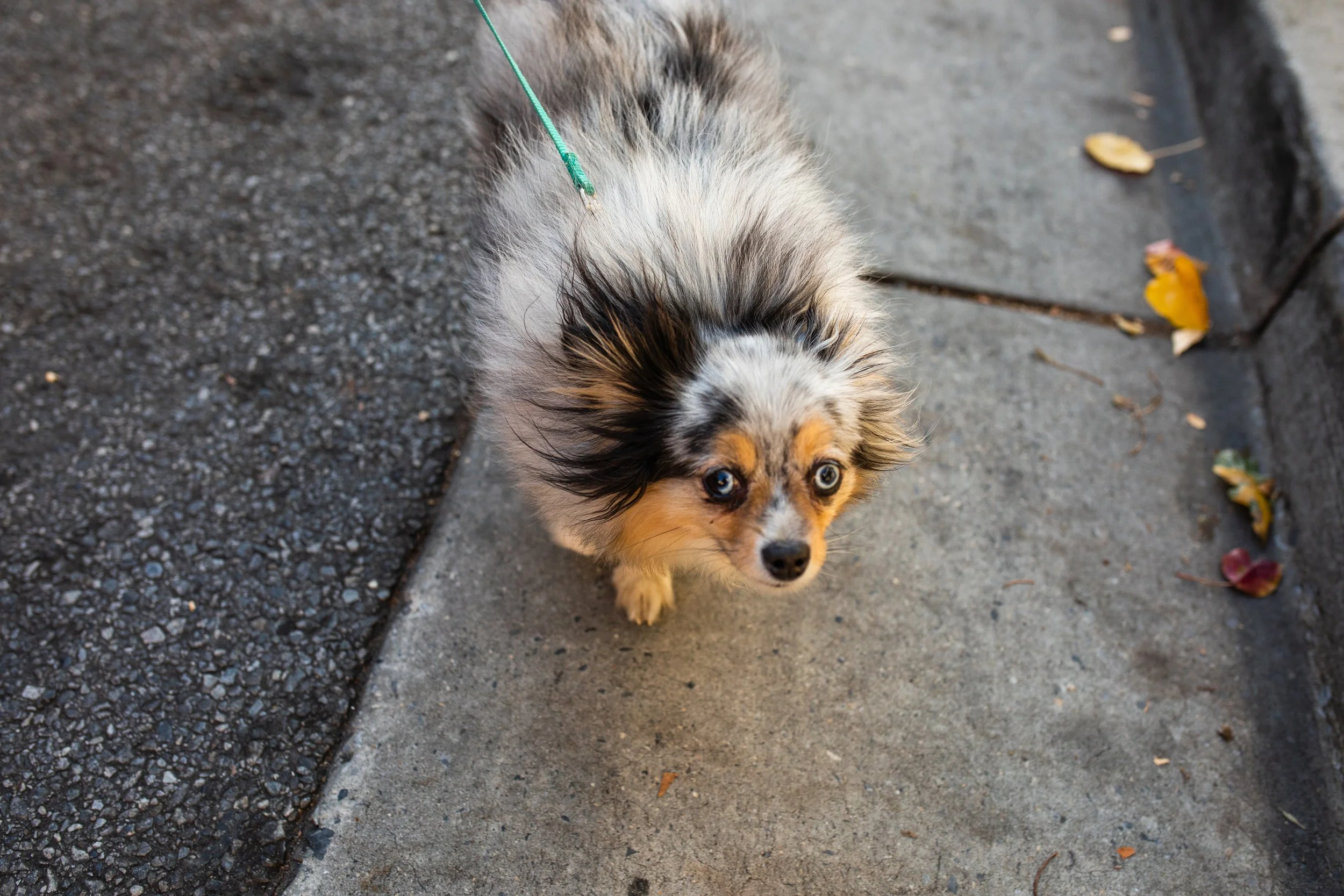 A small Australian Shepherd puppy with a merle coat pattern and striking blue eyes, looking up at the camera while on a leash outside on a sidewalk.