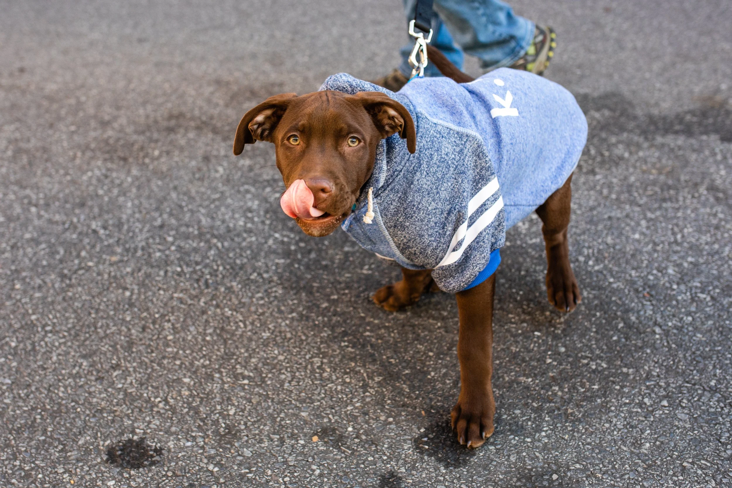 A brown dog with yellow eyes on a leash, licking its nose, wearing a blue hoodie and jeans, standing on an asphalt surface.