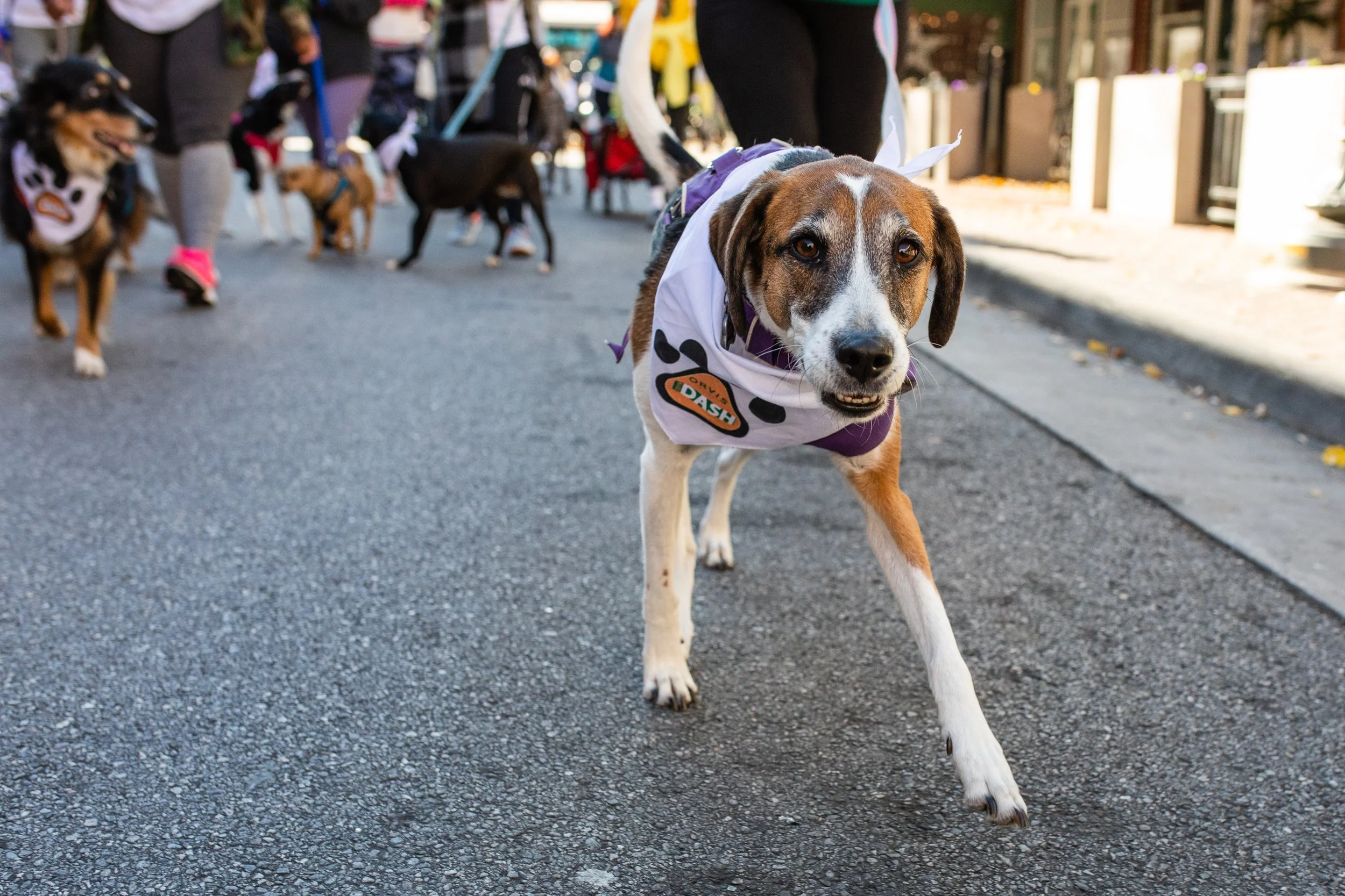 A person dressed as a dog with a bandana around their neck, participating in a parade or event with other similar dogs and people walking on a street.