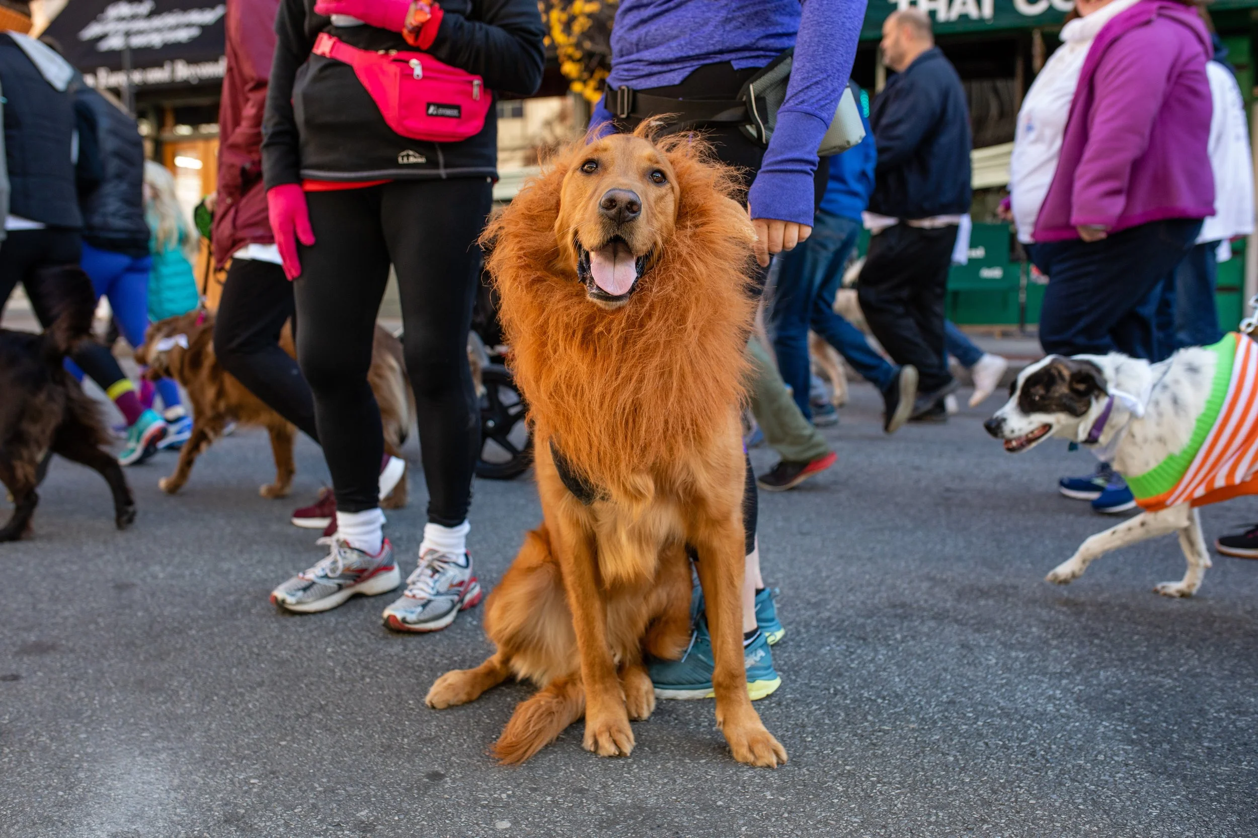 A large golden retriever with curly fur sitting among people and other dogs at an outdoor event, with a happy expression and tongue out.