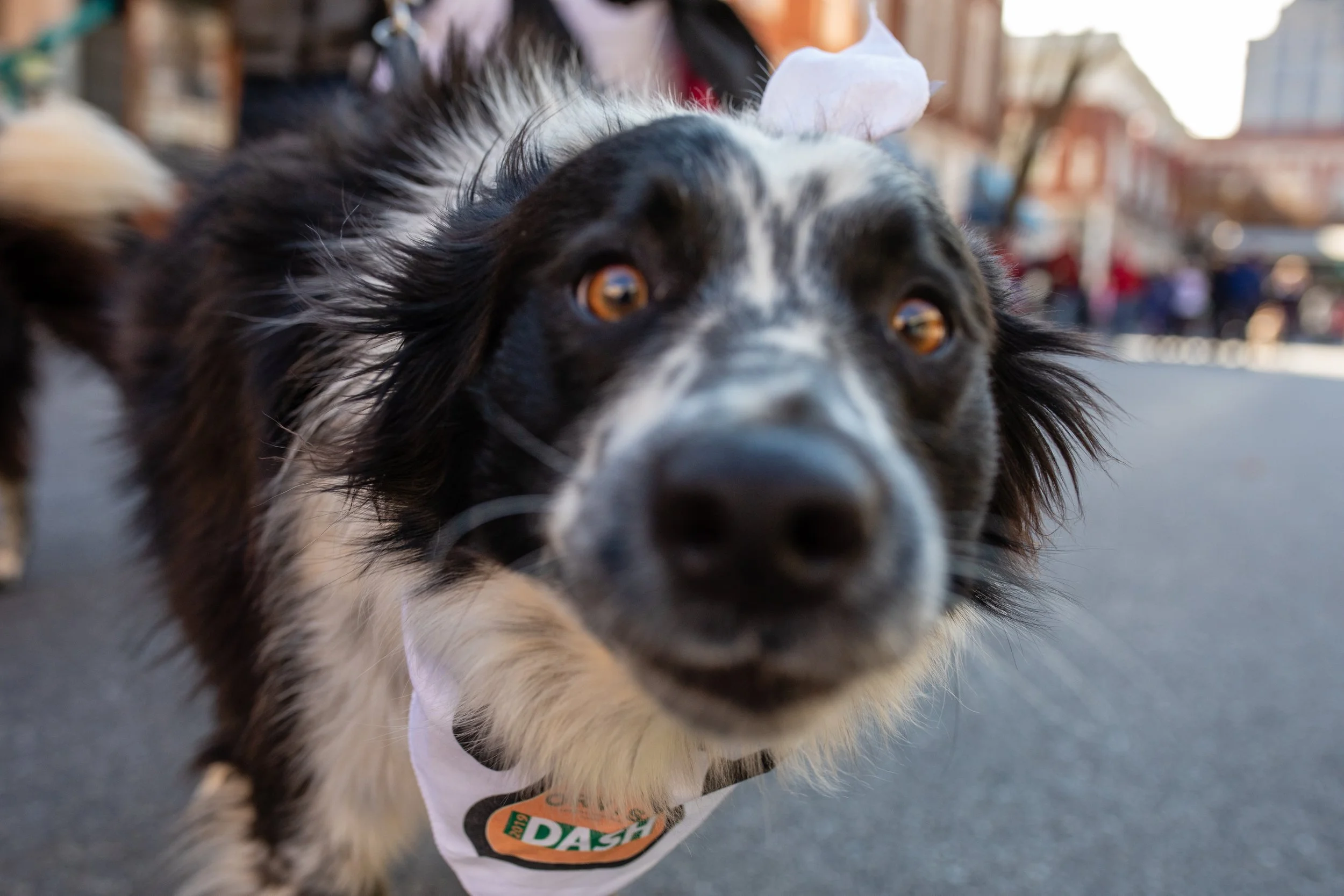Close-up of a black and white Australian Shepherd dog with brown eyes, wearing a white bandana with a logo, on a city street.