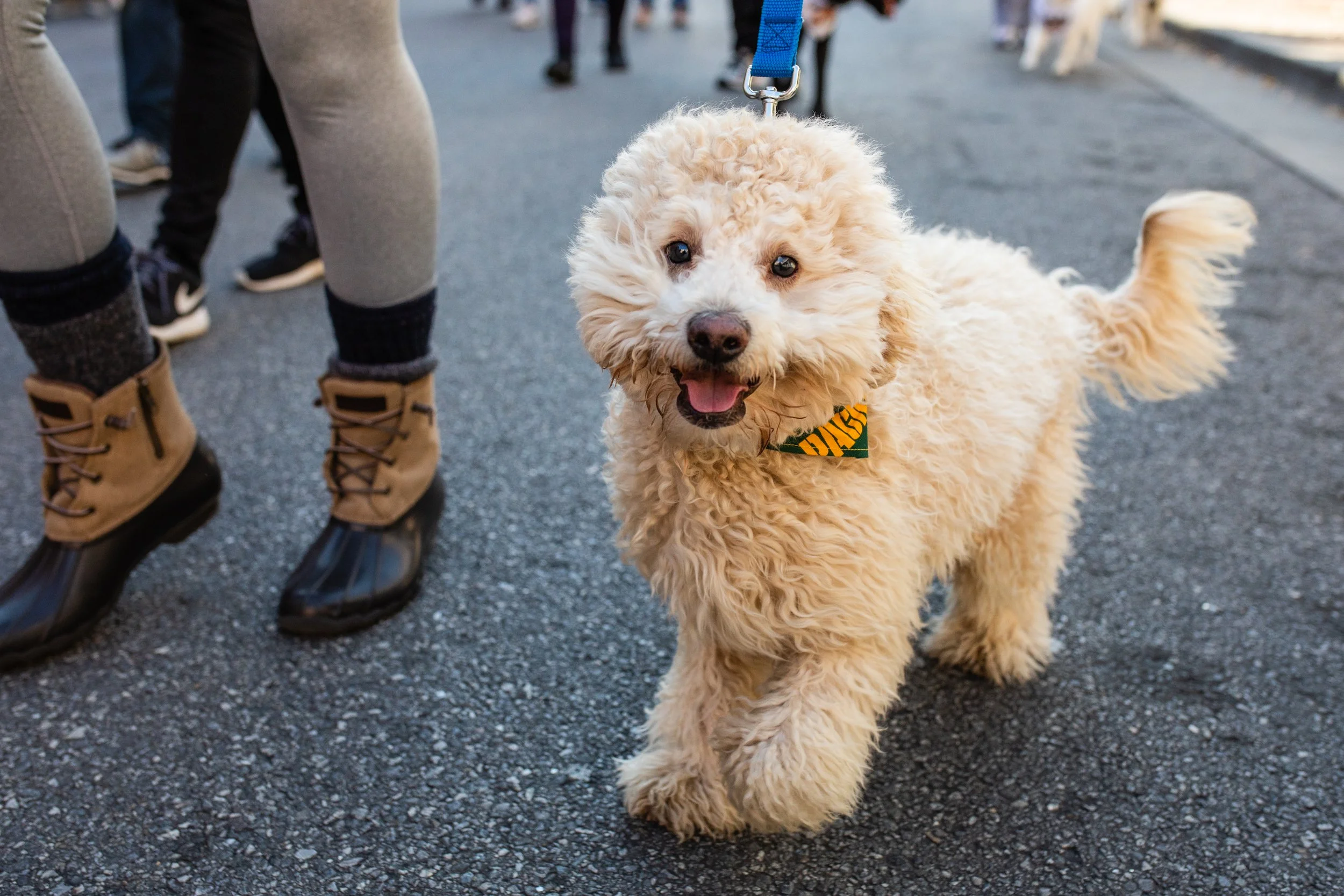 A happy cream-colored curly-haired dog on a leash standing on a street, with people walking nearby.