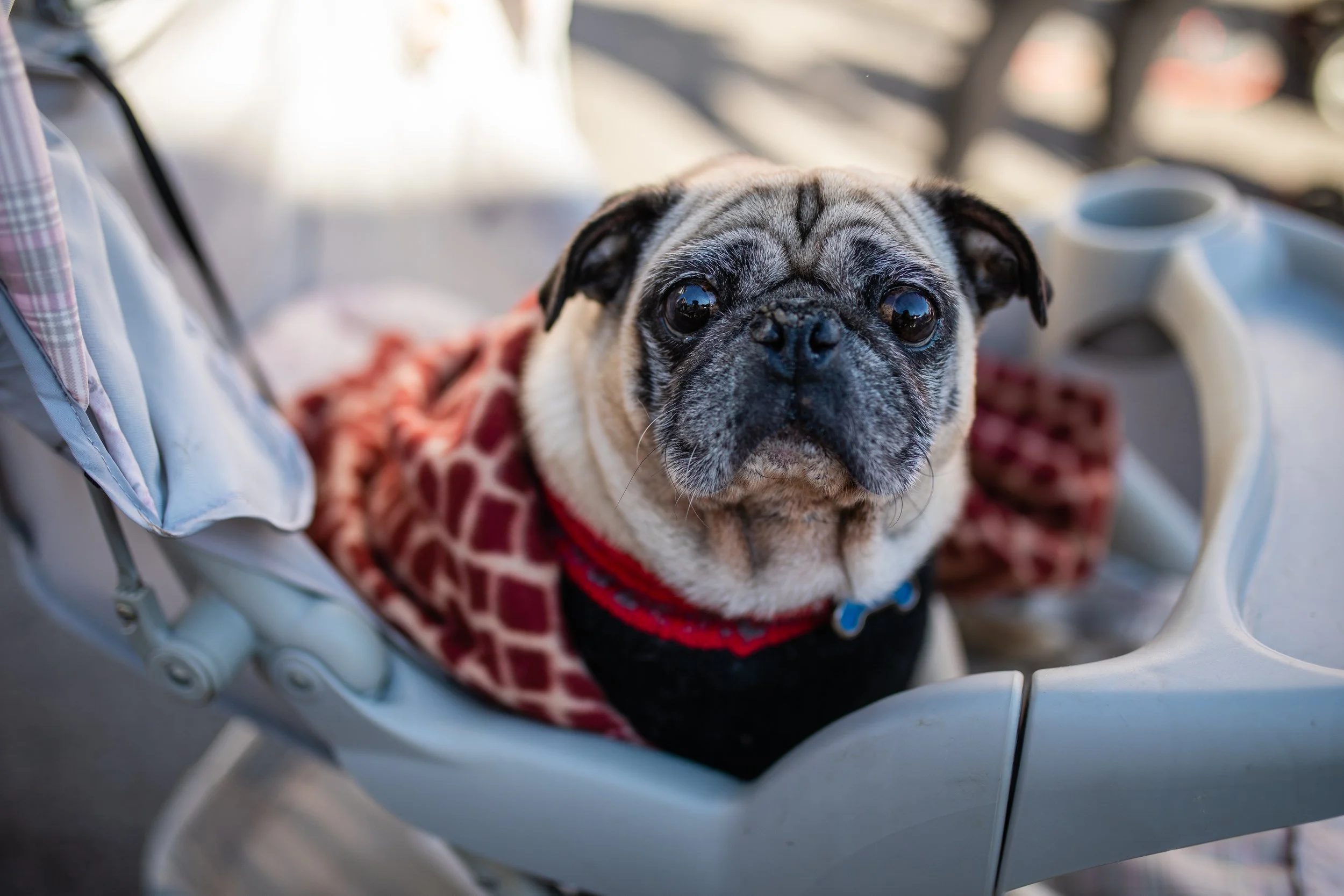 Close-up of a pug dog lying in a stroller, wearing a red patterned sweater, with a blurred background.