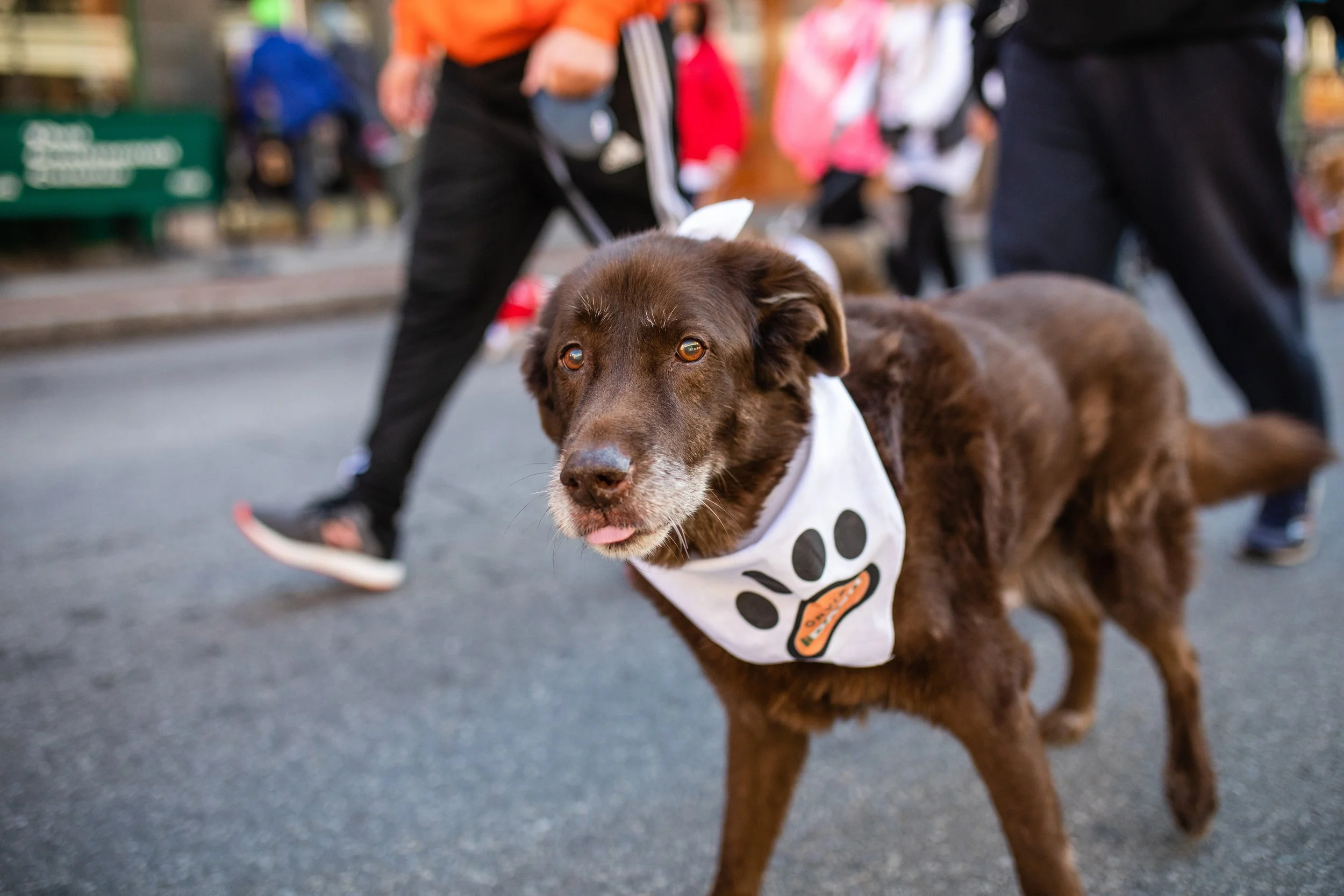 Brown dog wearing a white bandana with a paw print design, walking on a street during an event, with people blurred in the background.