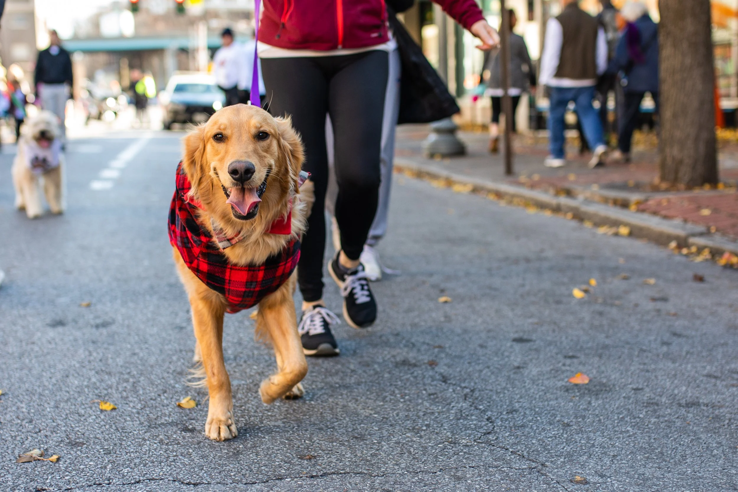 A smiling golden retriever wearing a red and black plaid jacket walks on a city street, with a person wearing black athletic clothing and shoes walking beside it. Other dogs and people are visible in the background.