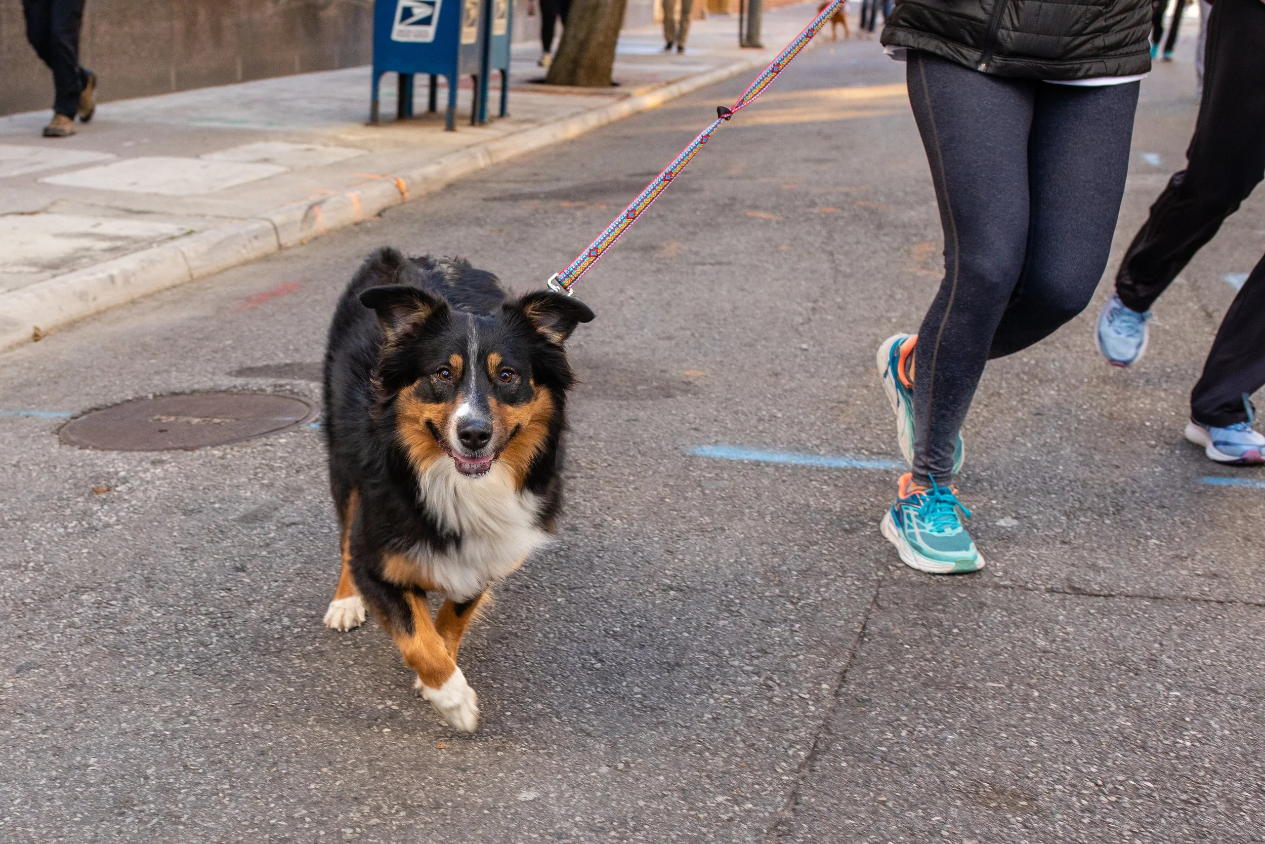 A happy Bernese Mountain Dog on a colorful leash being walked on a city street by a person wearing black leggings, blue sneakers, and a black jacket. The street has pedestrians, a blue mailbox, and a sidewalk with trees.