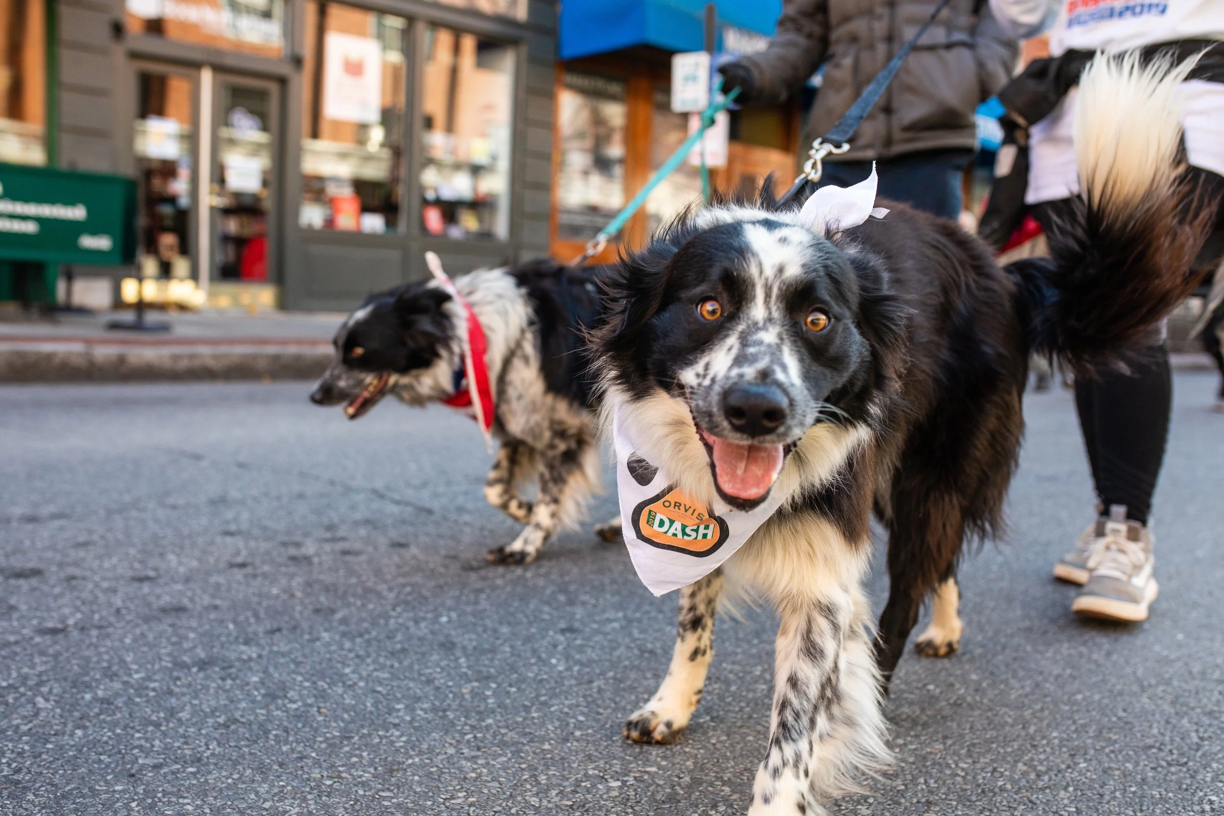 A happy black and white Australian Shepherd dog on a leash, with a white bandana that says 'ORVIS DASH,' smiling at the camera while walking on a street, with another dog and a person in the background.