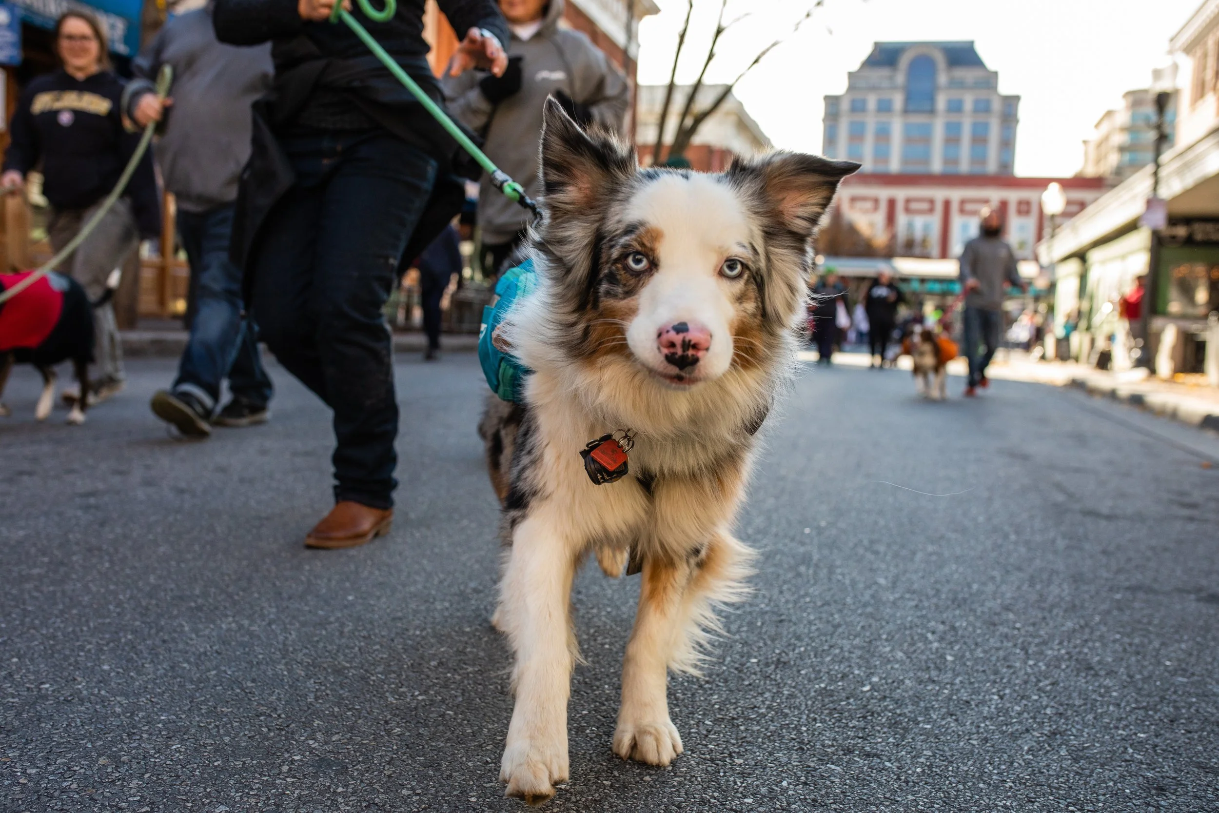 An Australian Shepherd dog with blue eyes and a pink nose walking on a city street during a busy outdoor event; people and market stalls visible in the background.