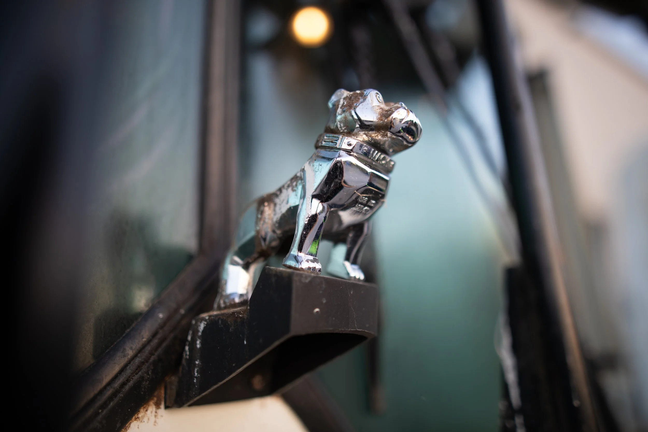 Close-up of a chrome dog hood ornament on a vintage car, mounted on a black base and showing some signs of rust.