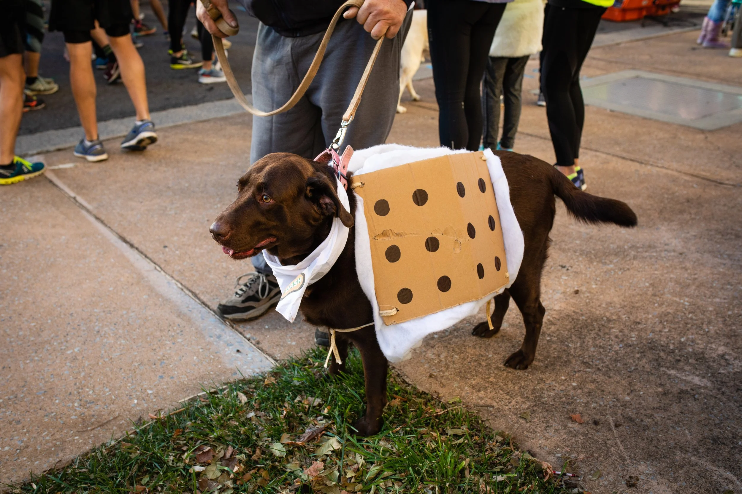 A dog dressed as a dice, wearing a cardboard costume with black dots, stands on a sidewalk among people, some of whom are visible in the background, during an outdoor event.