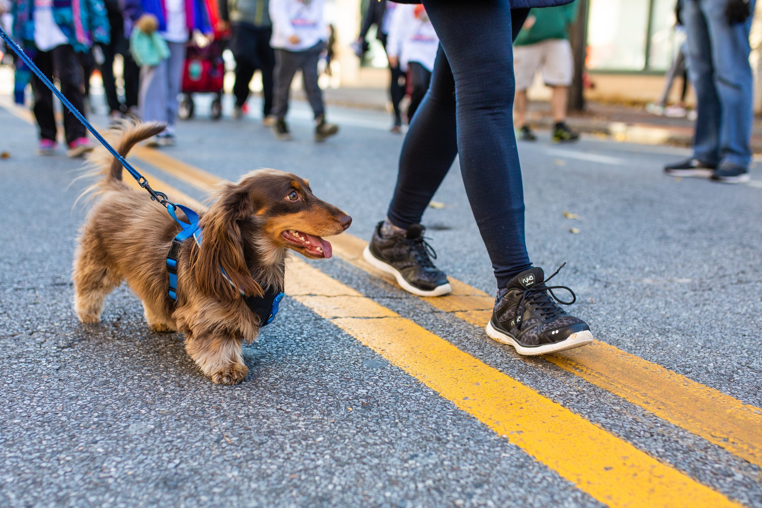 A small brown and tan long-haired dachshund on a blue harness and leash, walking on a city street with pedestrians, near a yellow double line on the pavement.