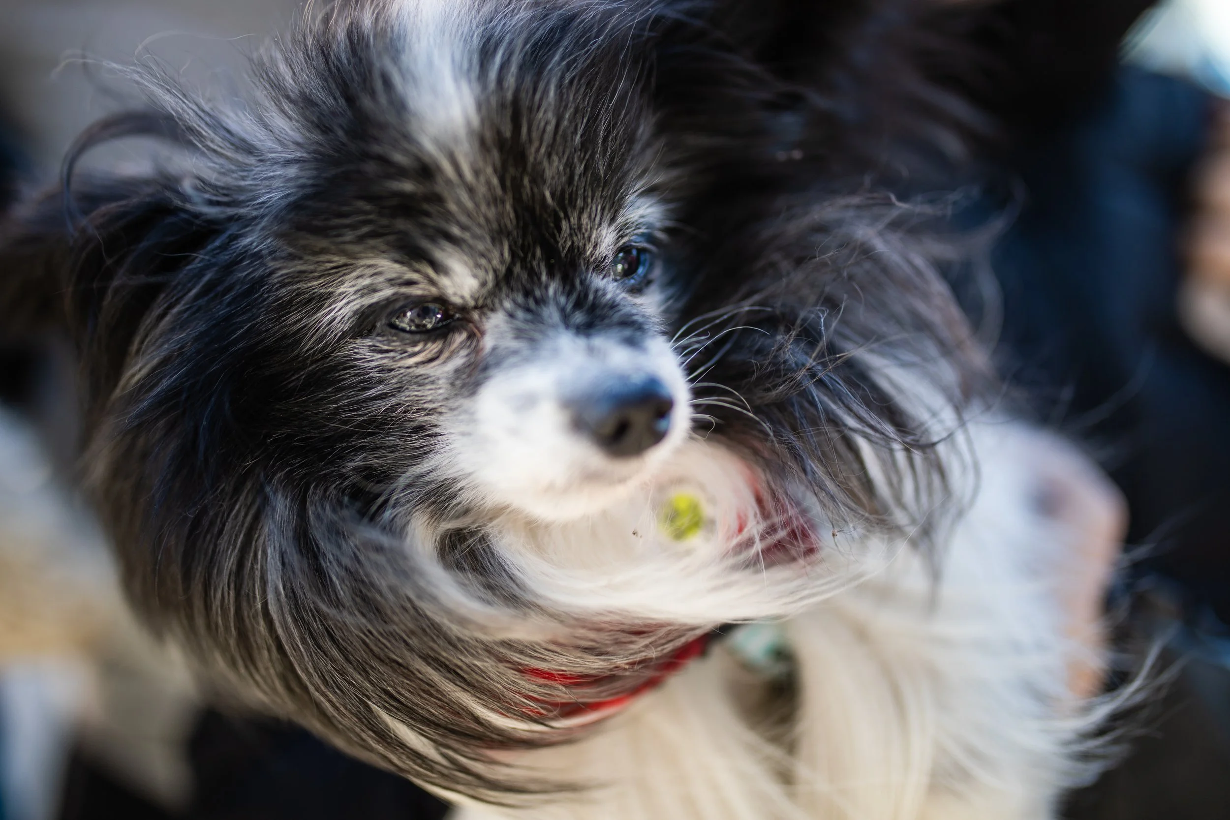 Close-up of an adorable black, white, and gray dog with long fur and a red collar, looking to the side.