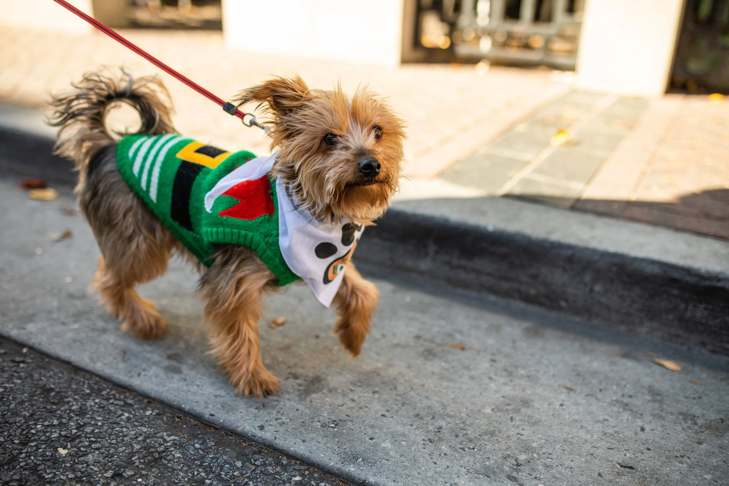 Small dog wearing a Christmas sweater and a cape with a skull design, walking on a sidewalk.