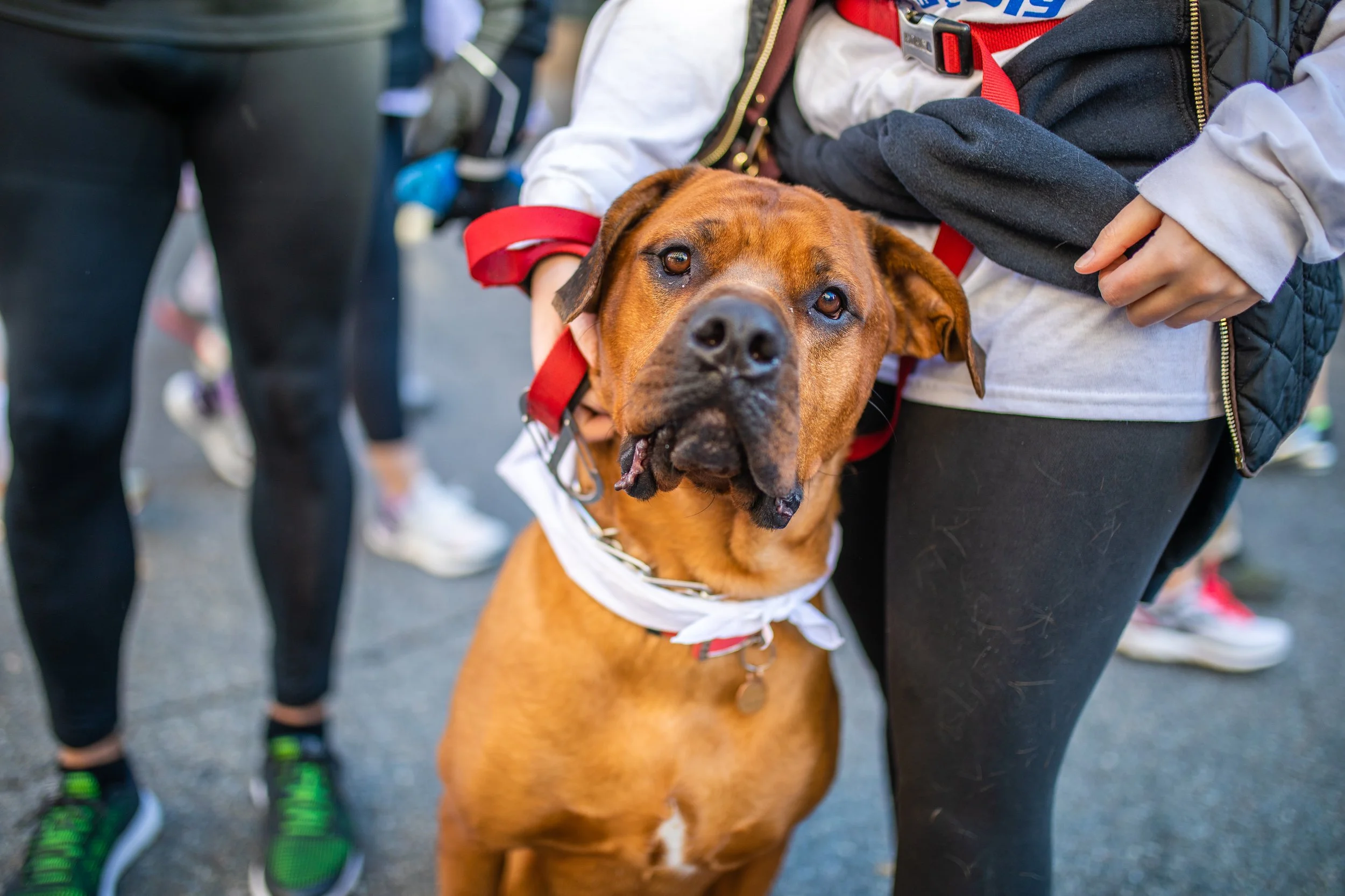 A large brown dog with a white bandana around its neck standing next to a person in athletic clothing, surrounded by other people in athletic wear.
