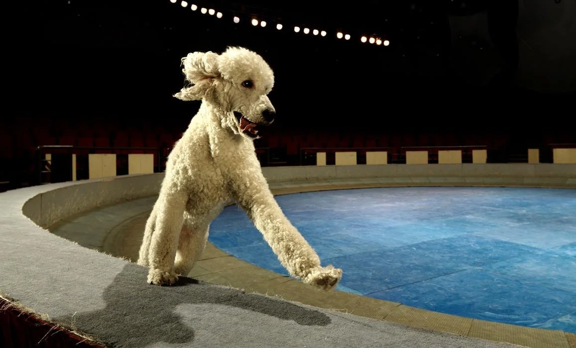 WHEN THE CIRCUS COMES TO TOWN