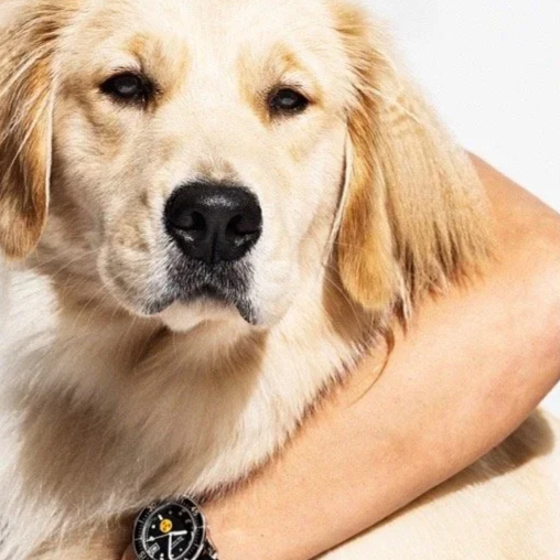 MAN'S BEST FRIEND