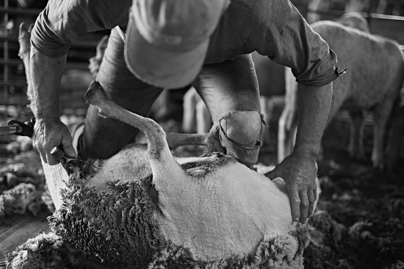 Alberto Escudero_30_Sheep Shearers 6.jpeg