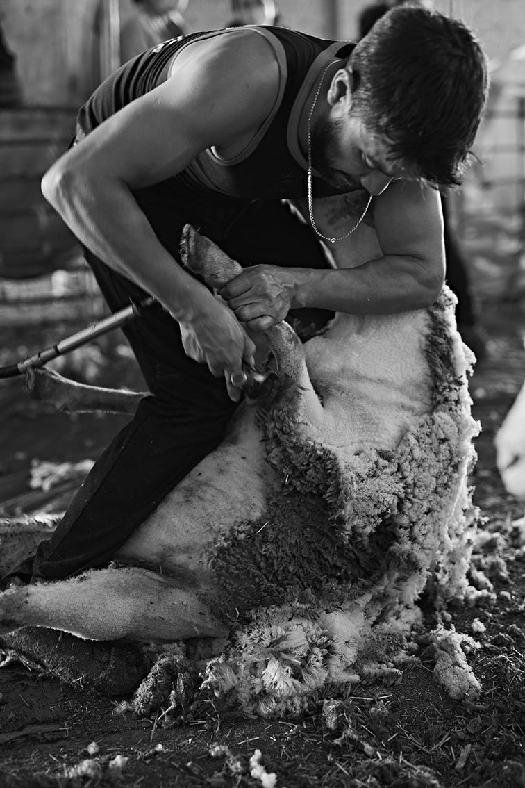 Alberto Escudero_30_Sheep Shearers 4.jpeg