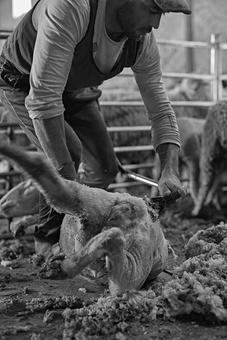 Alberto Escudero_30_Sheep Shearers 3.jpeg