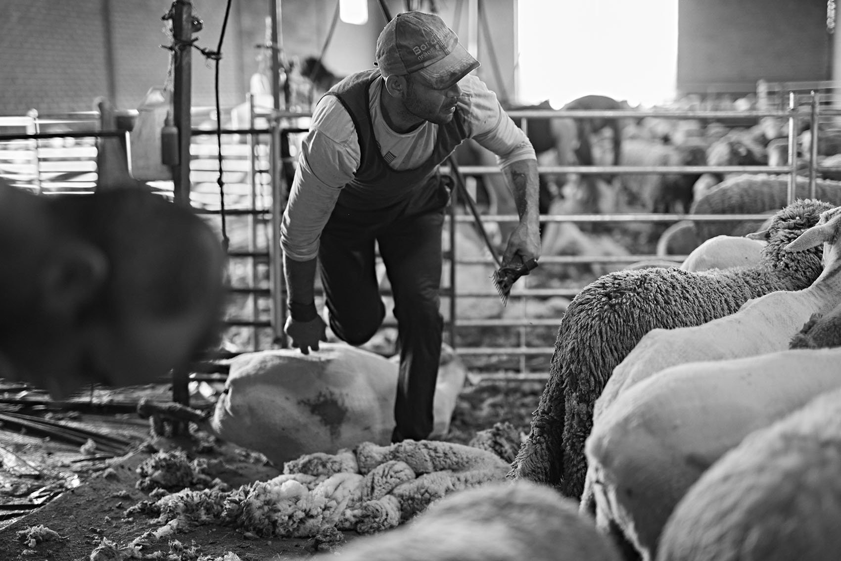 Alberto Escudero_30_Sheep Shearers 5.jpeg