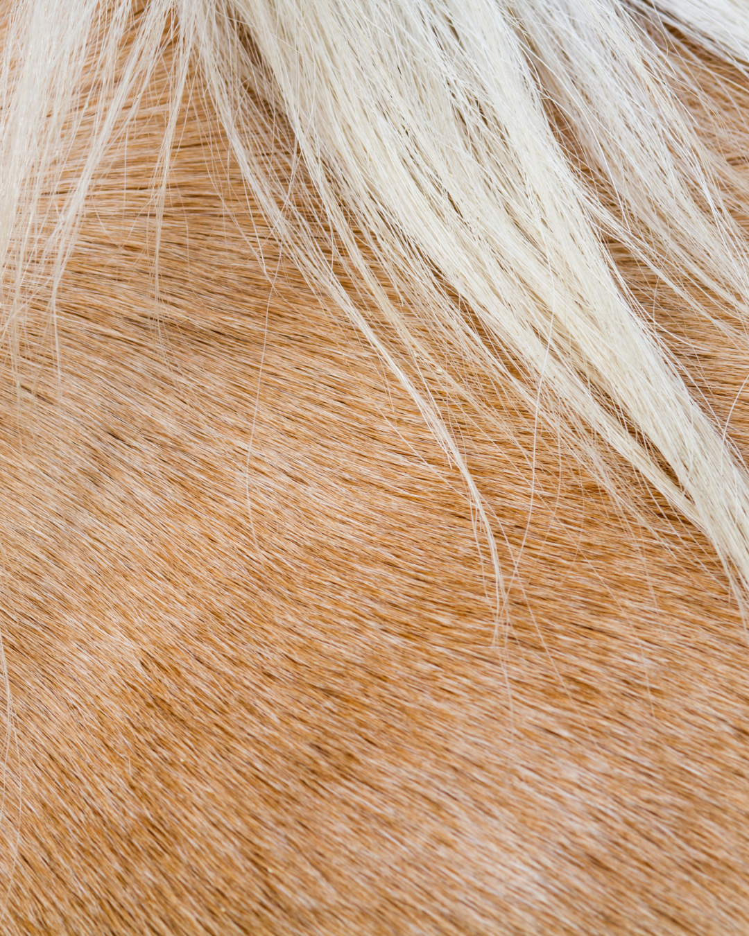 Equine Massage Session