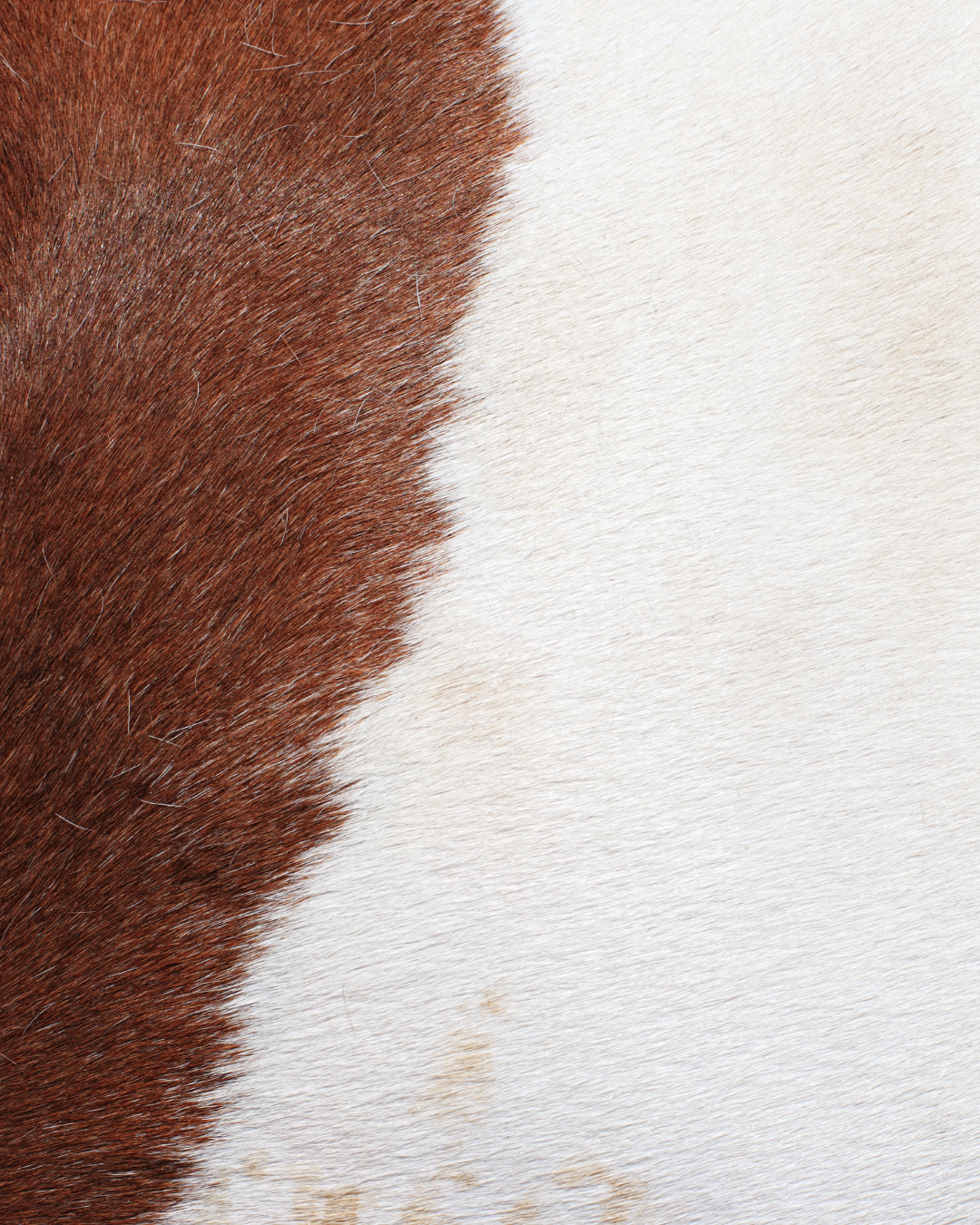 Multi-Horse Sessions