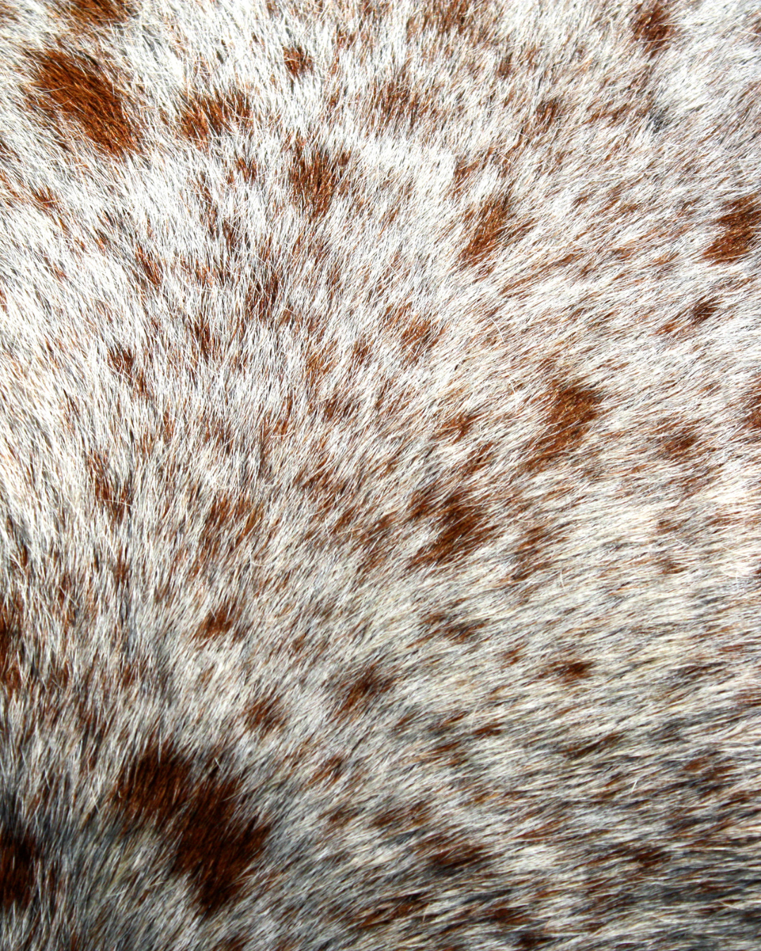 Hybrid Bodywork Session