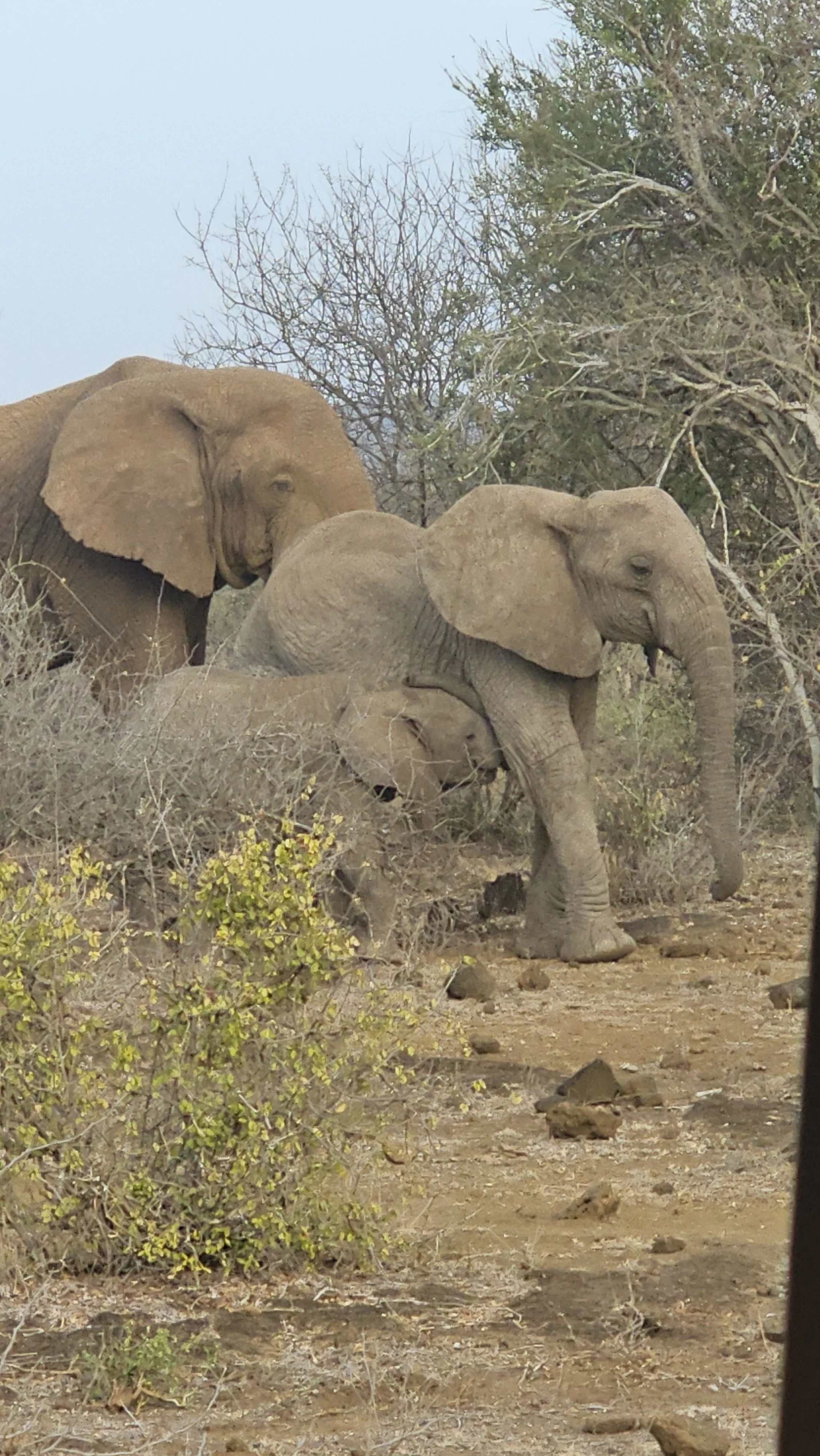 Strong Start to Safari