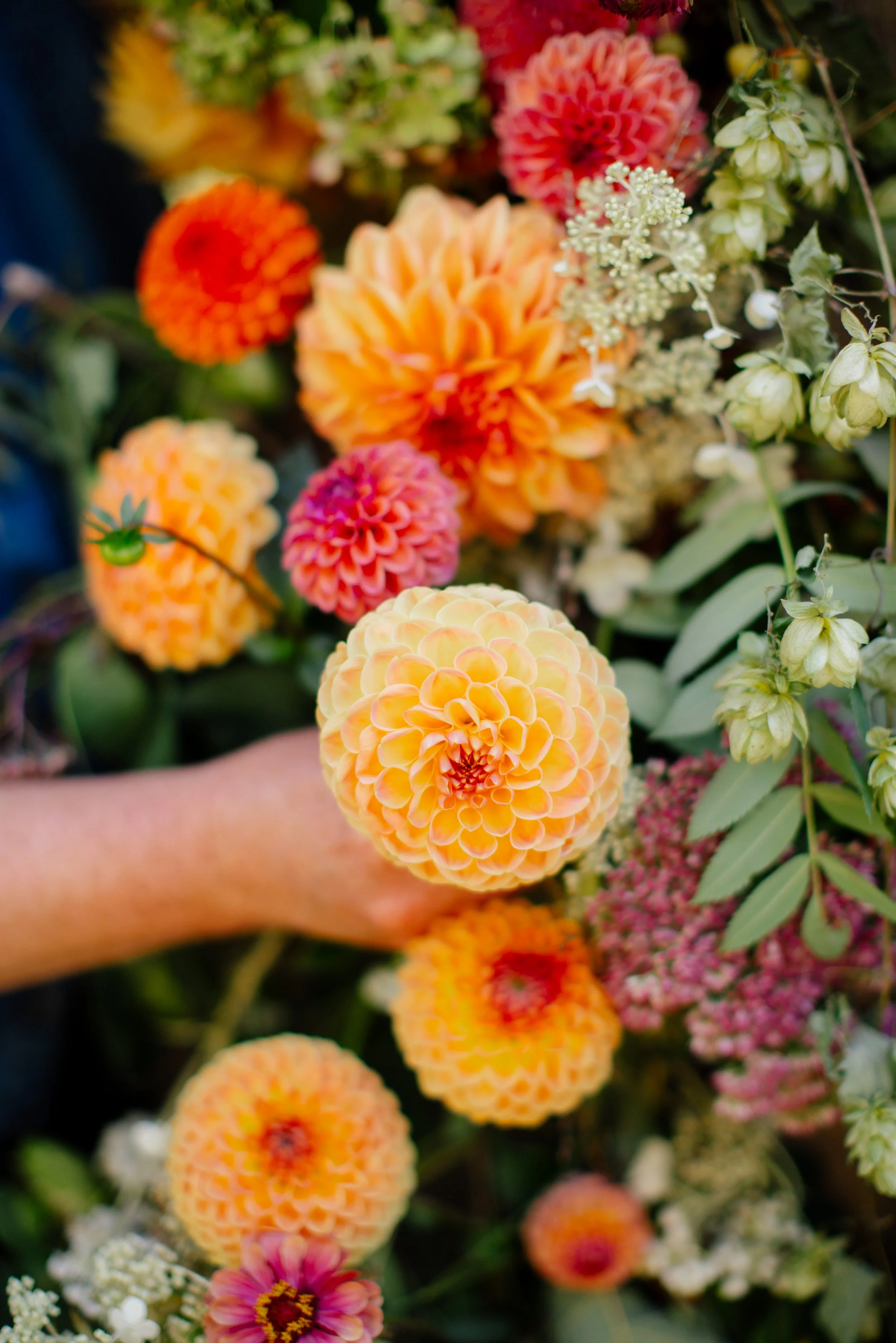 Bright dahlias being placed by florists. Flowers  for funeral arrangements, farewell flowers, woodland and church burials