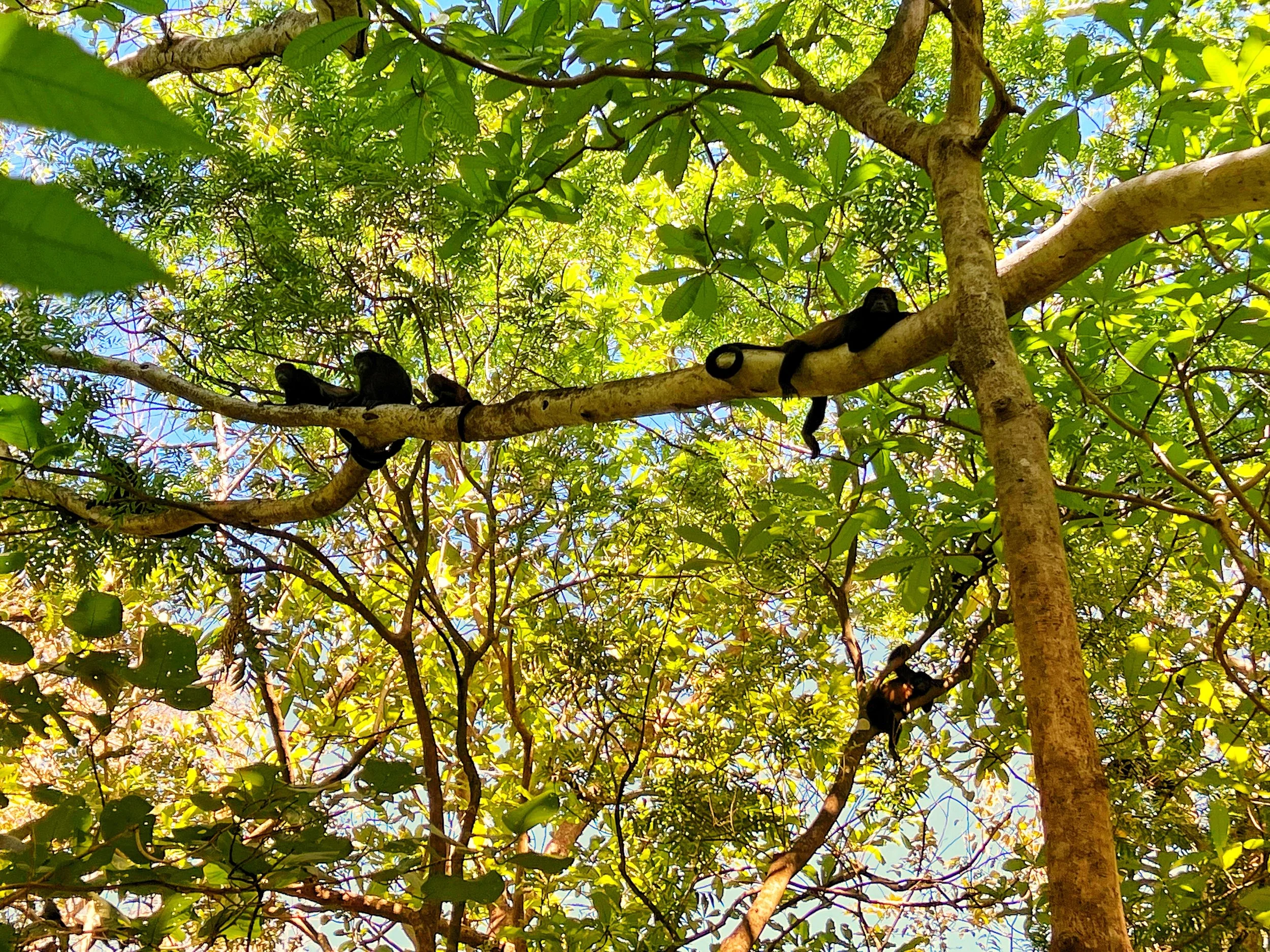 Three black monkeys sitting on tree branches in a lush green forest.