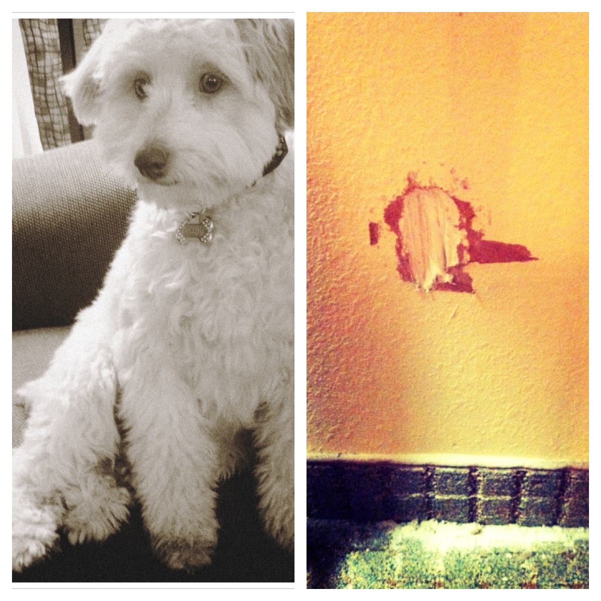 Ruby . . . blue paw, big hole