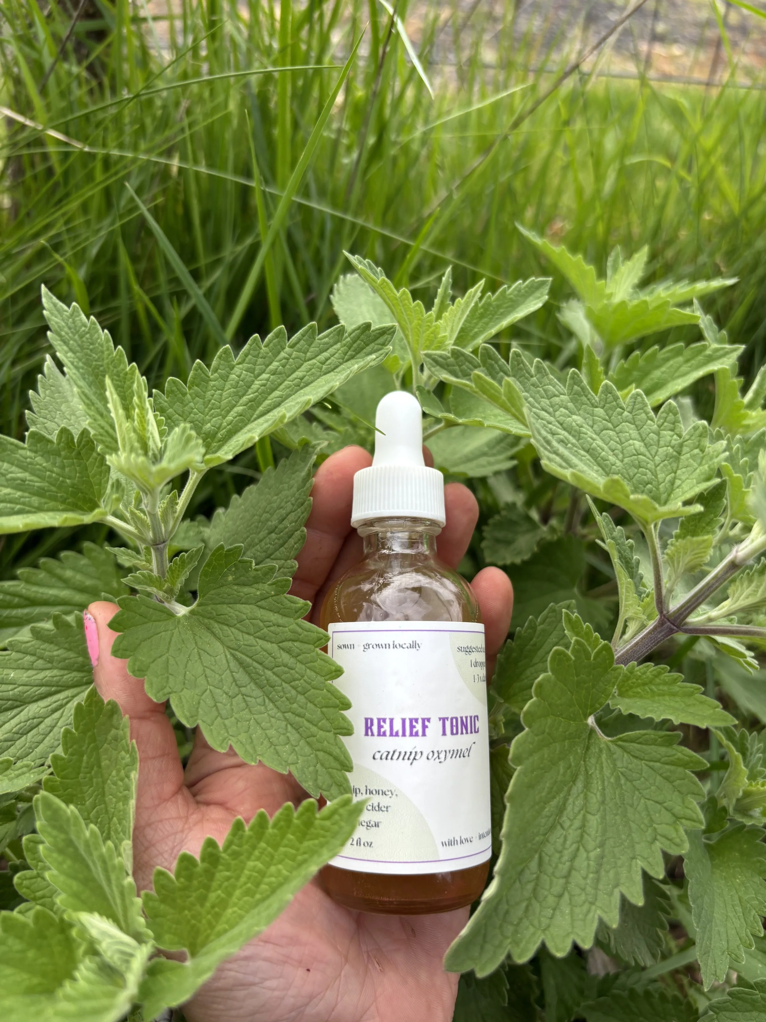 catnip oxymel